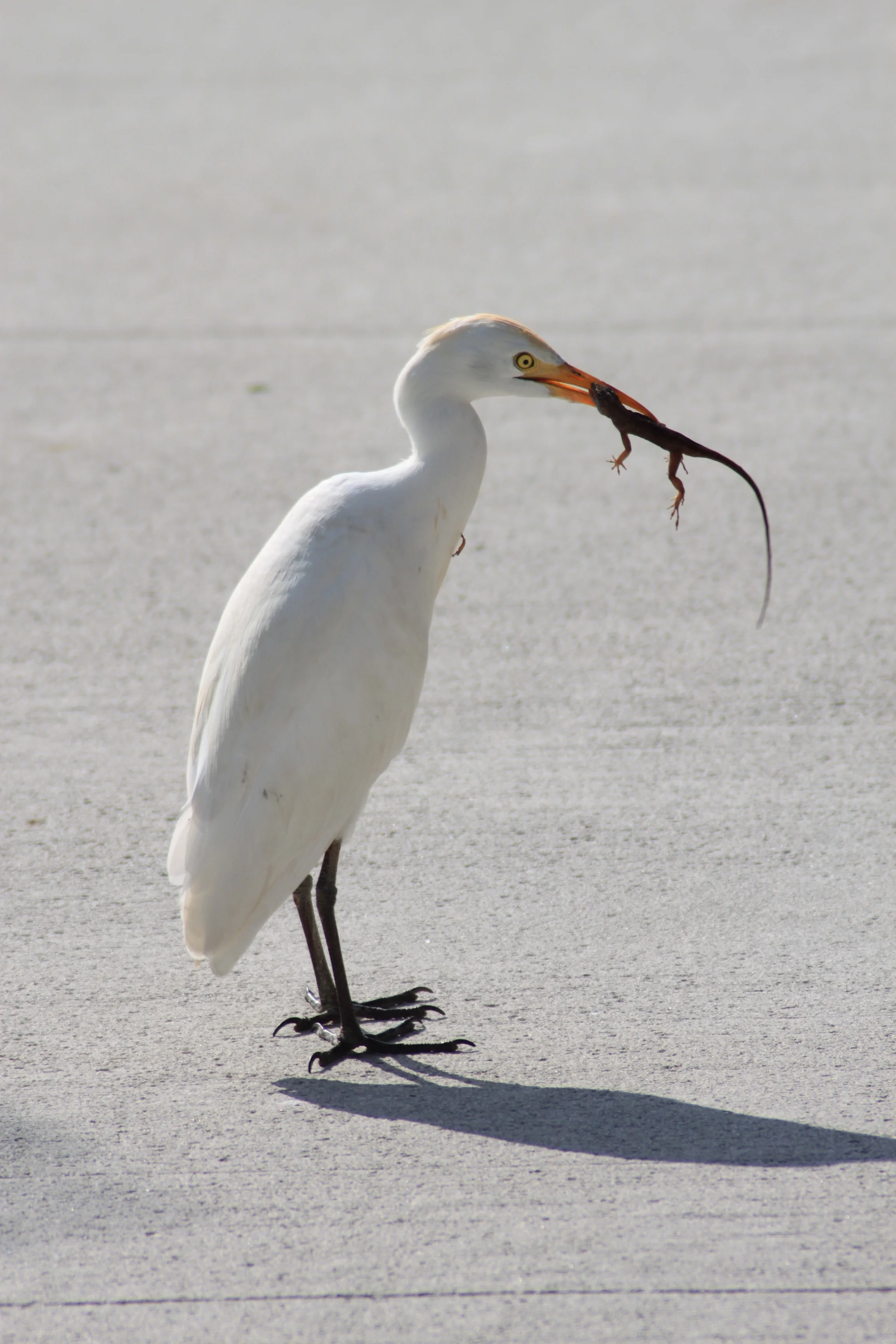 Crane's Lunch, Naples, Florida