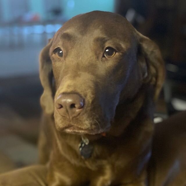 This is Breeze.  She&rsquo;s 4 going on 1-still a puppy-rescued-and happy.
Are you a dog lover?  Would you consider adopting your next pet?
.
.
.
.
.
.
.
.
#breeze #chocolatelab #chocolatelabrador #chocolatelabradorretriever #puppy #stillapuppy #pupp