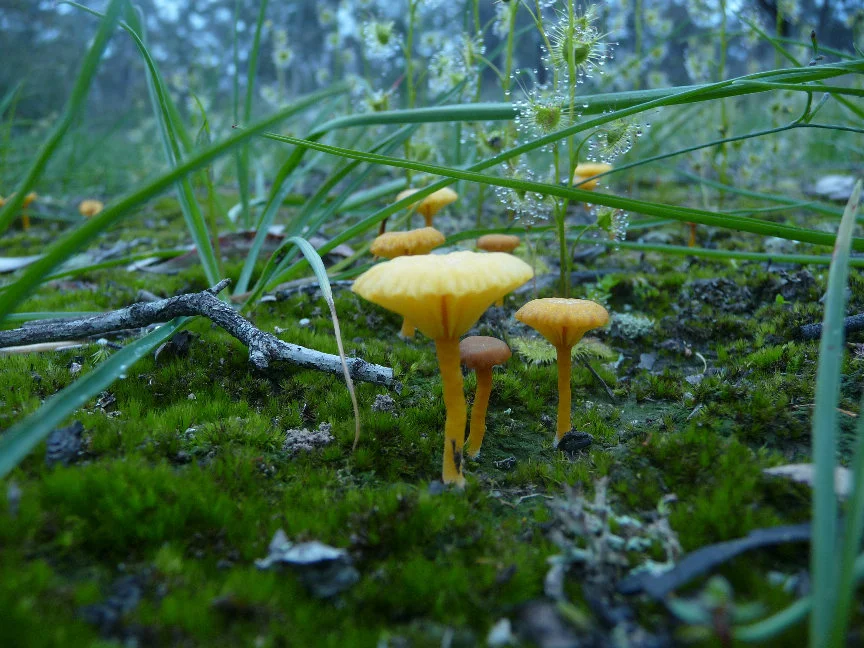 Yellow Navel (Lichenomphalia chromacea)