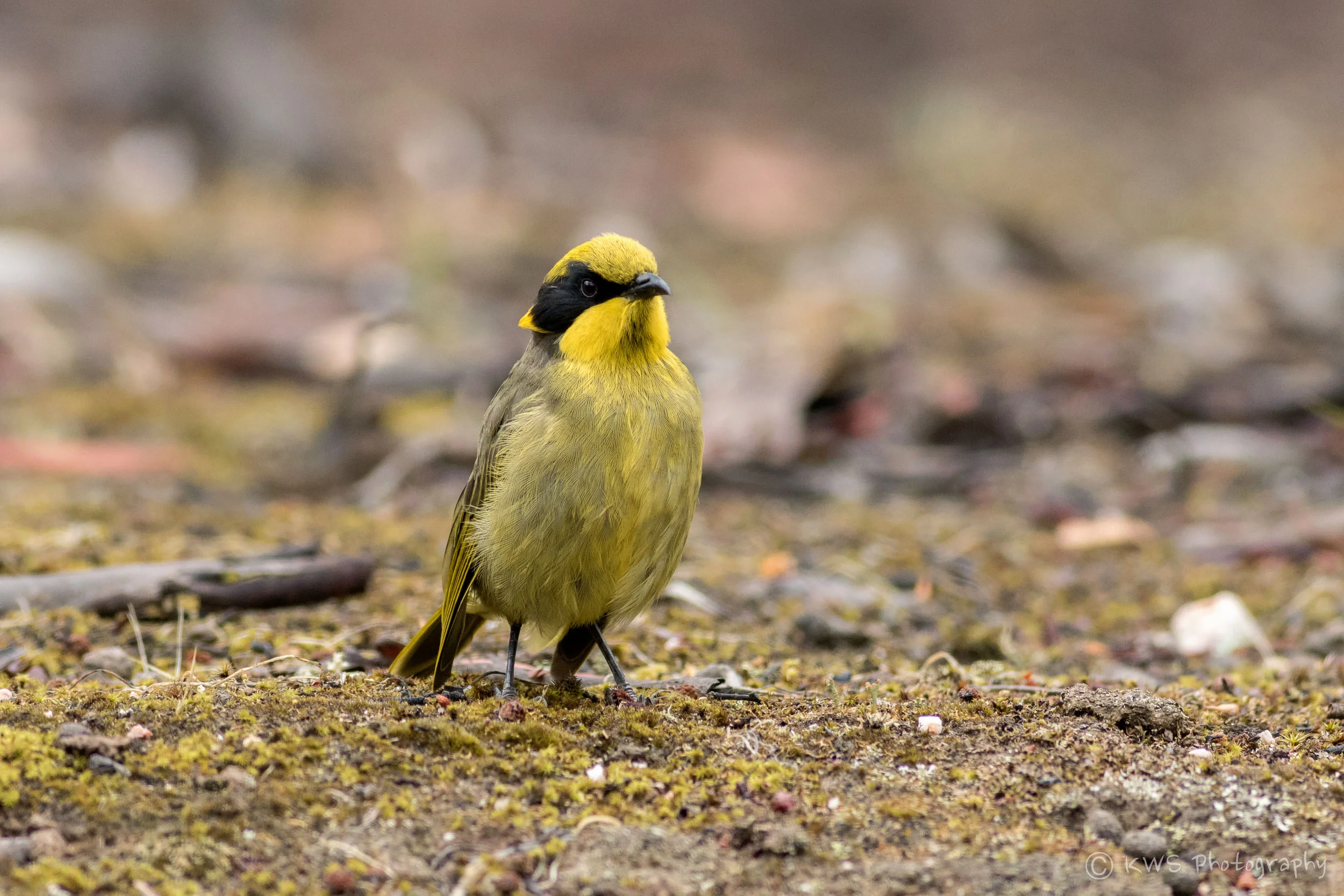 Yellow-tufted Honeyeater (Lichenostomus melanops )