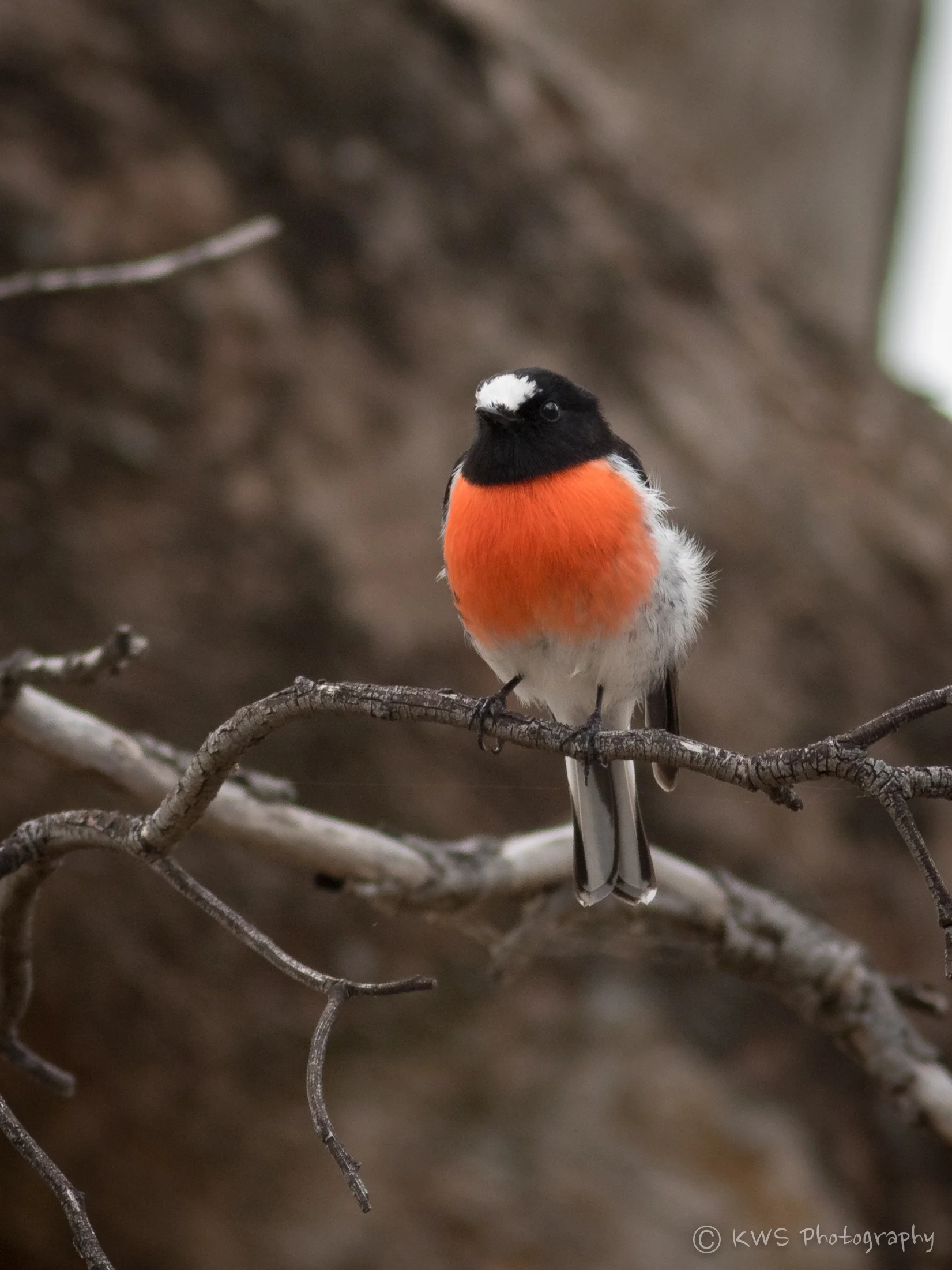 Male Scarlet Robin (Petroica Boodang)