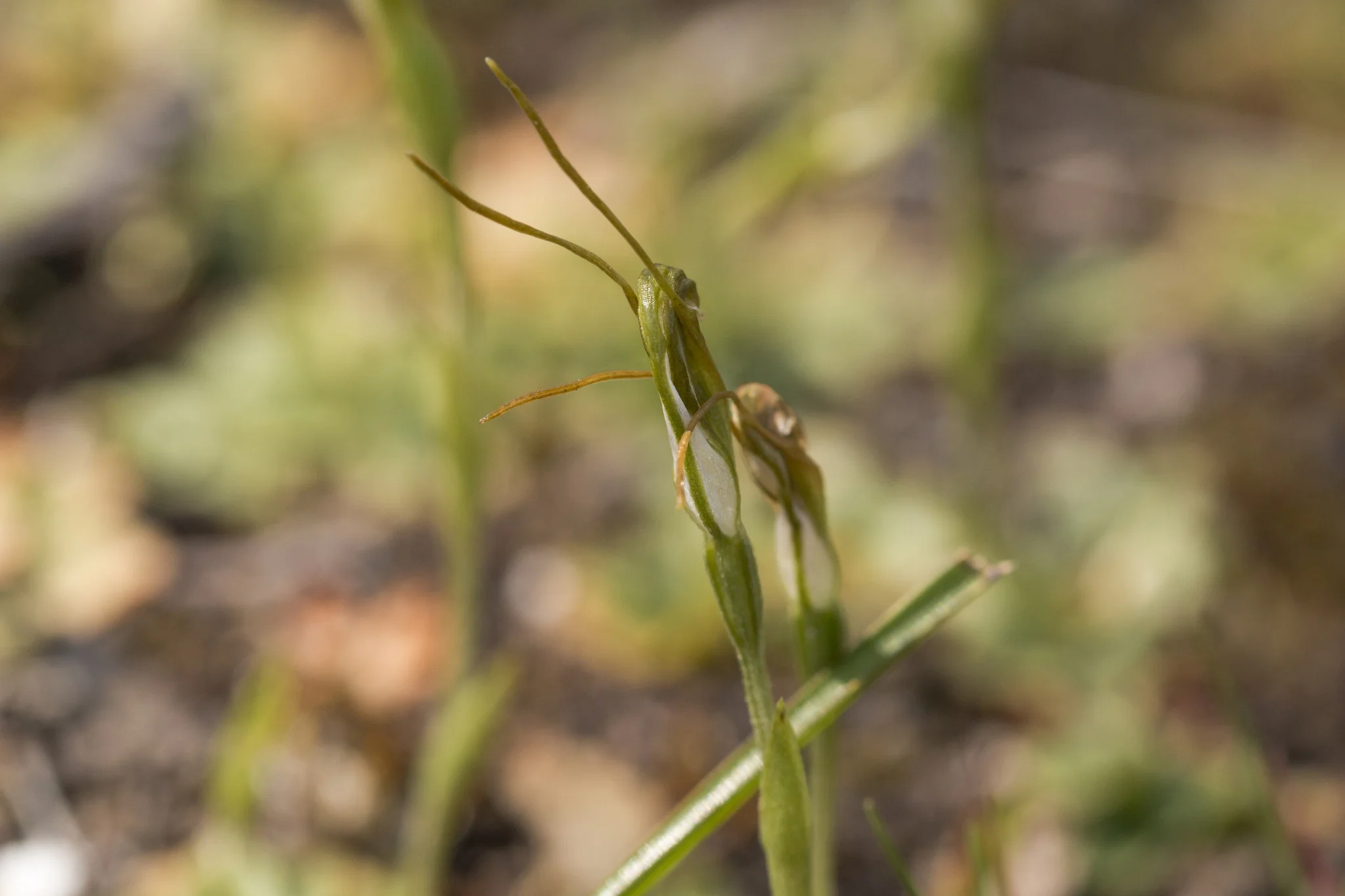 Dwarf Greenhood (Pterostylis nana)