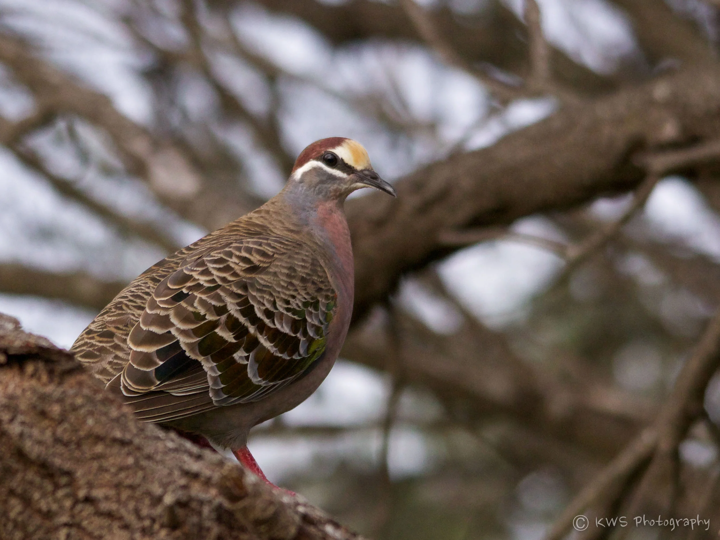 Male Common Bronzewing (Phaps chalcoptera)
