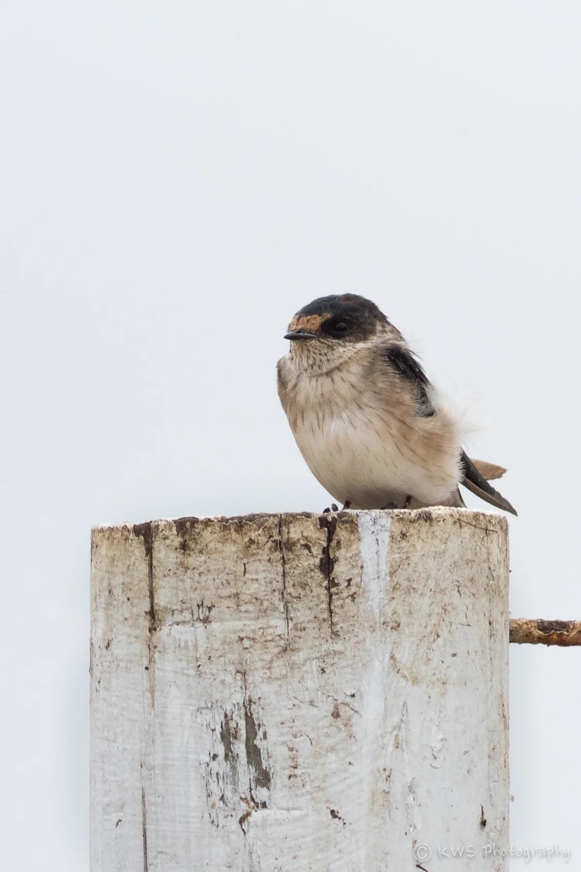Tree Martin (Petrochelidon nigricans)
