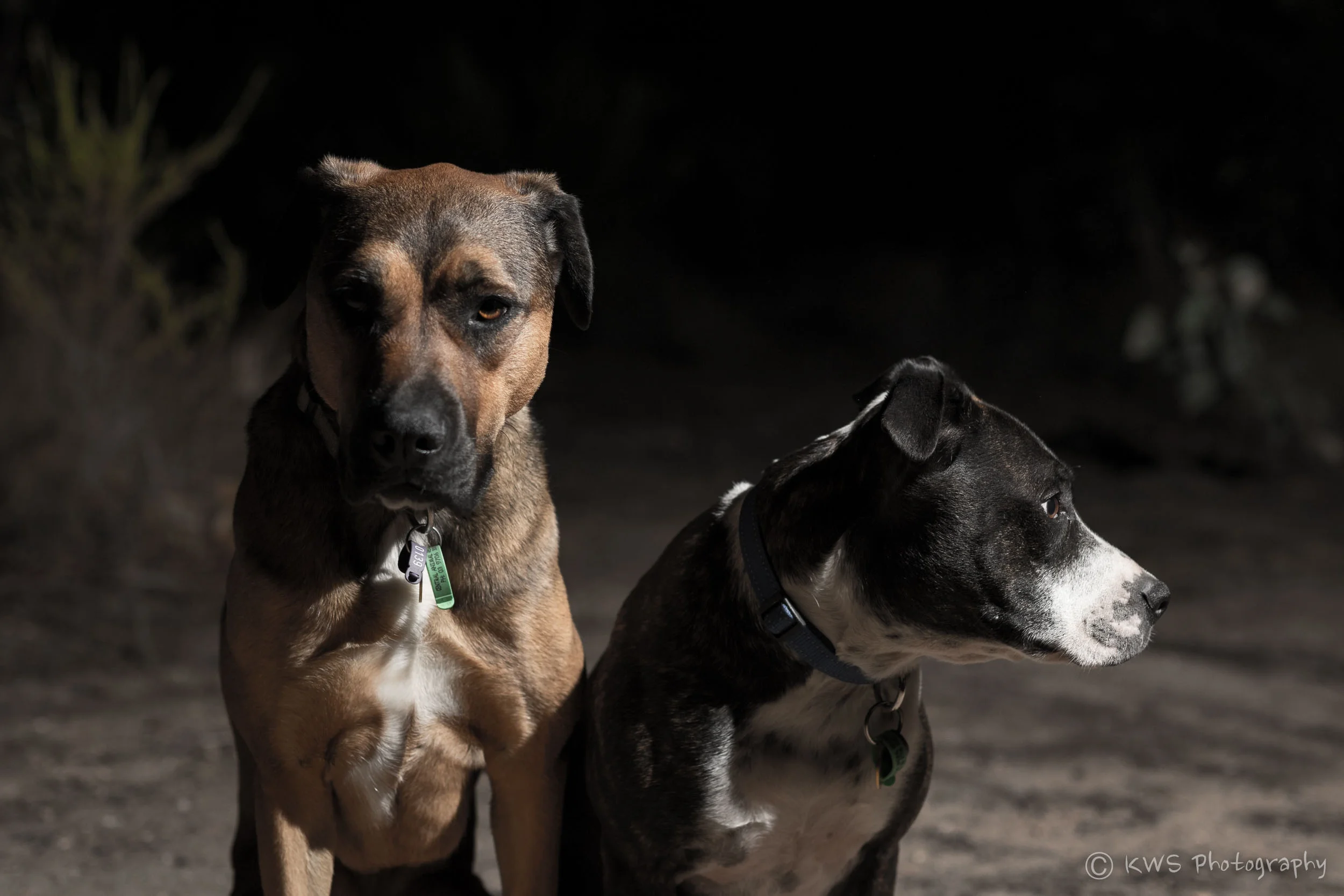 The best dogs in the West (and beyond!)