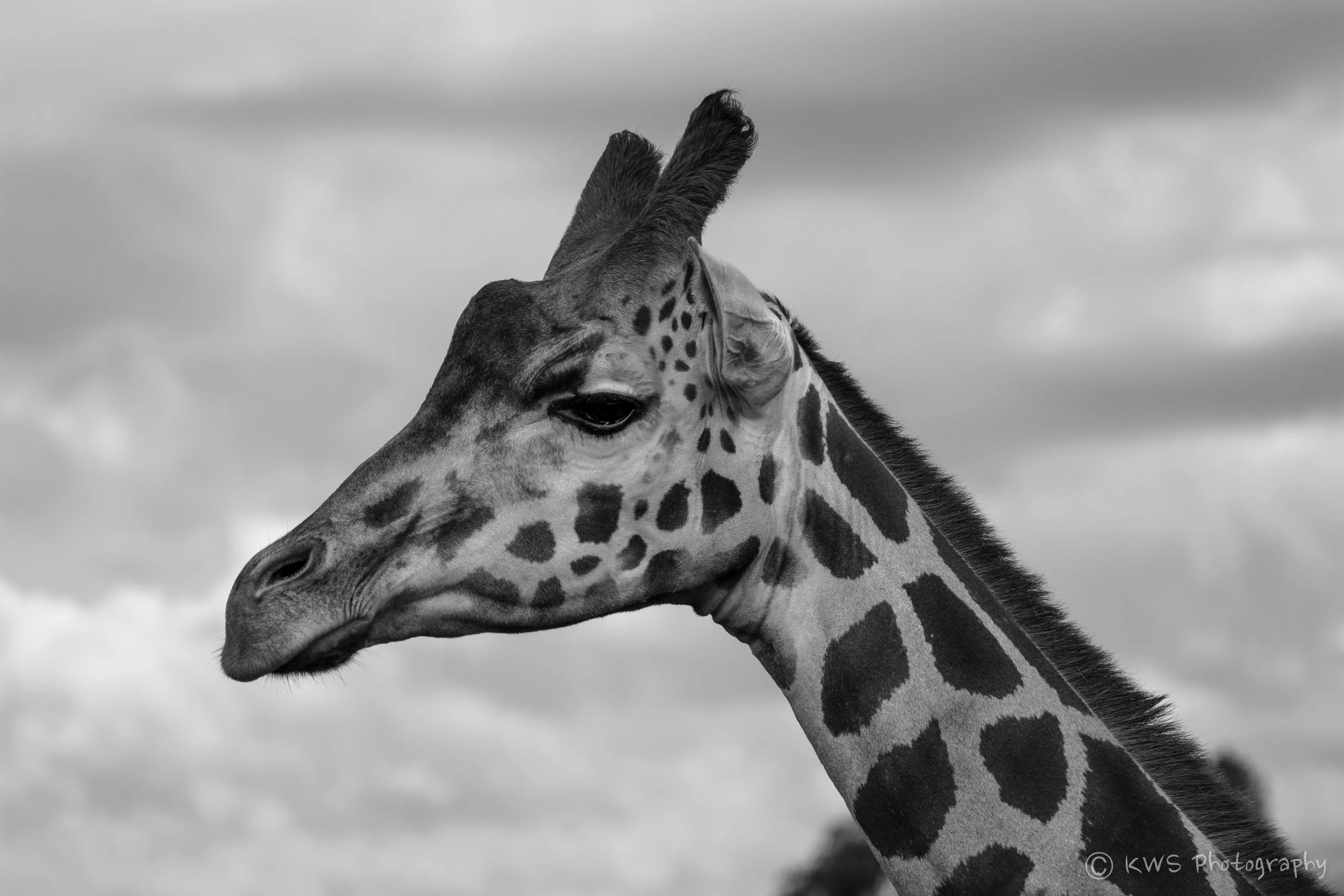Squarespace-7618.jpg