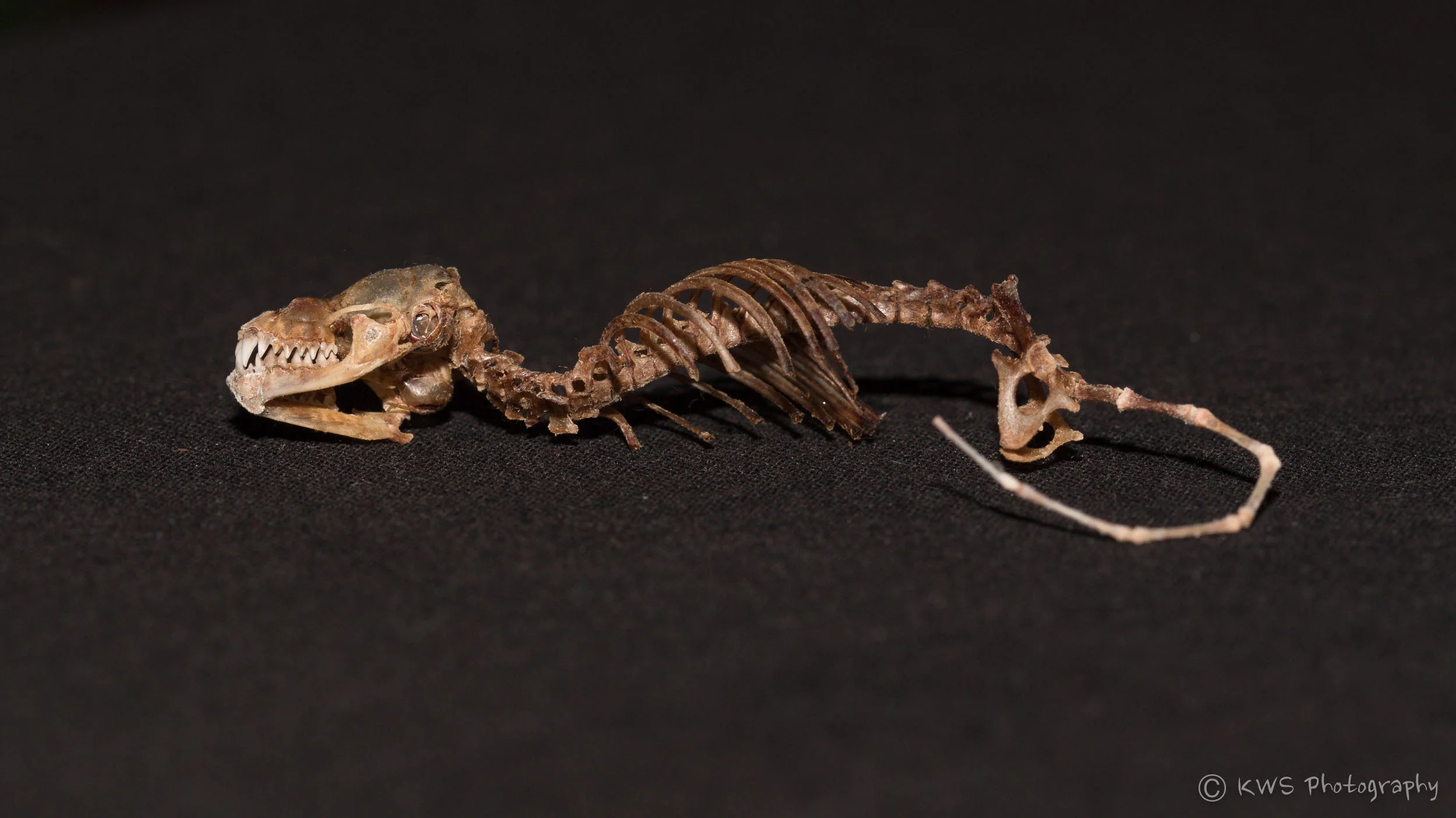 Not a small dinosaur, actually a skeleton of a microbat.