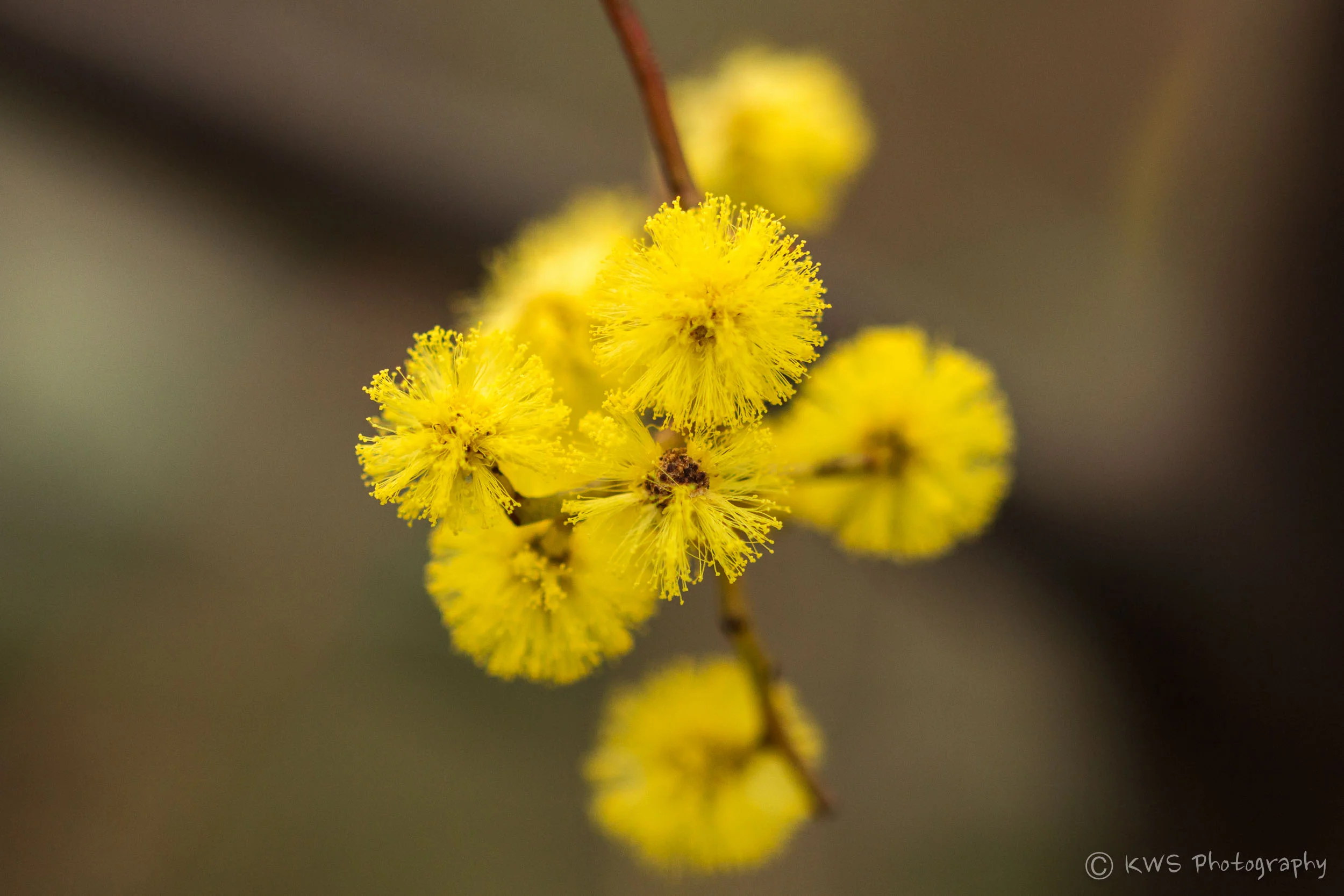 Golden Wattle (Acacia pycnantha)