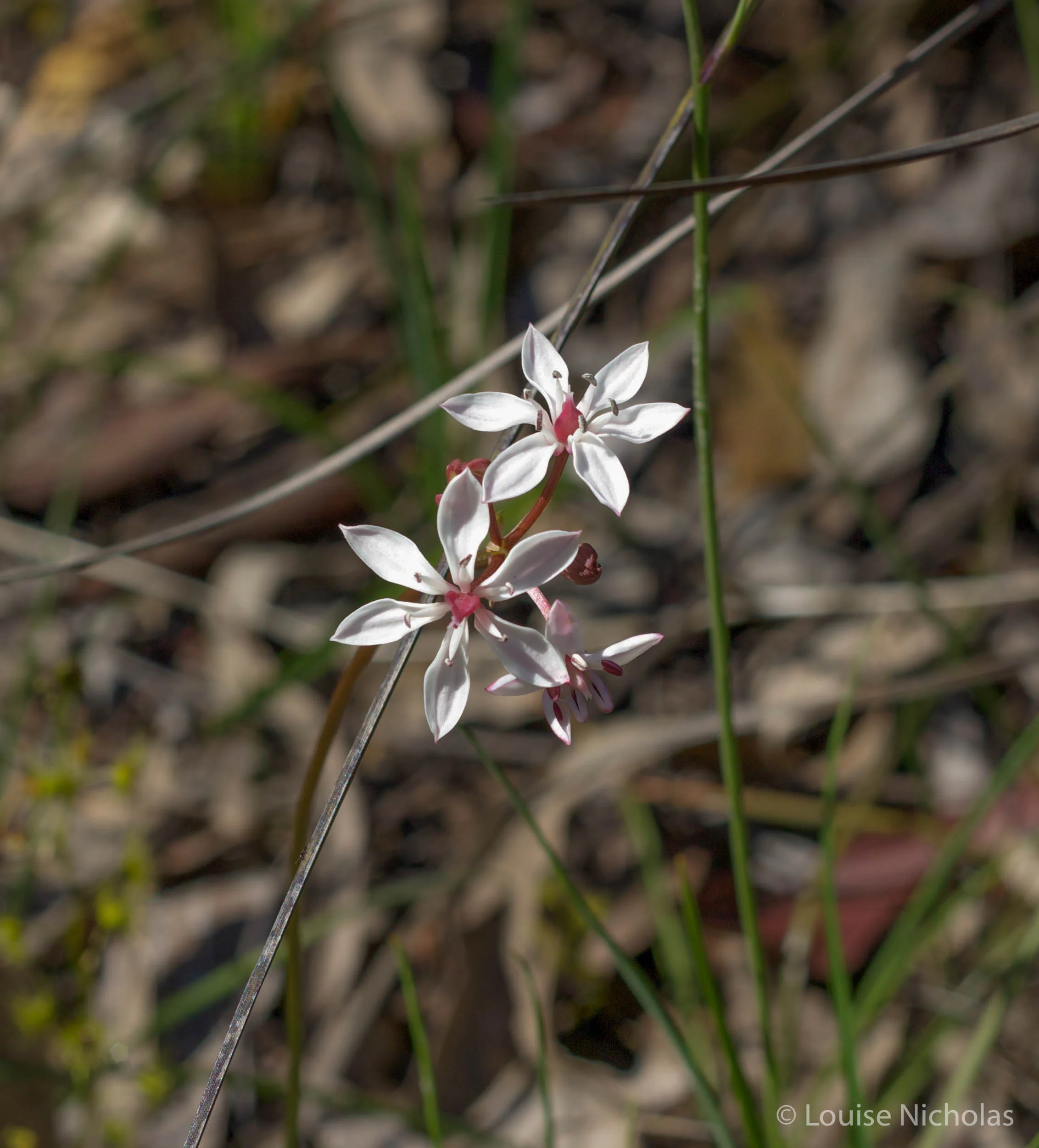 Milkmaids (Burchardia umbellata)
