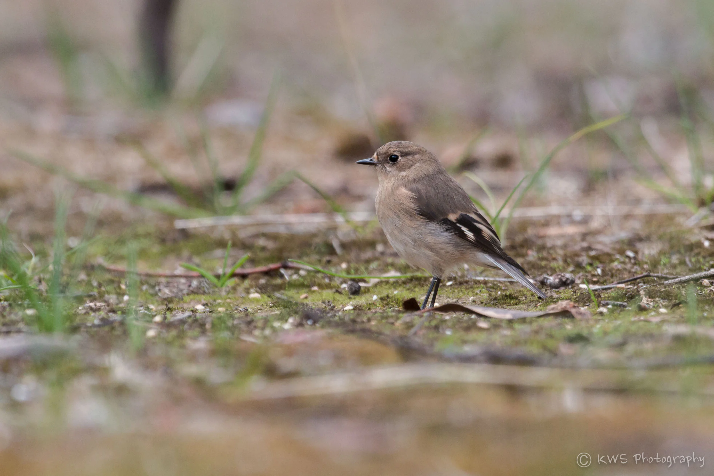 Female Flame Robin (Petroica phoenicea)