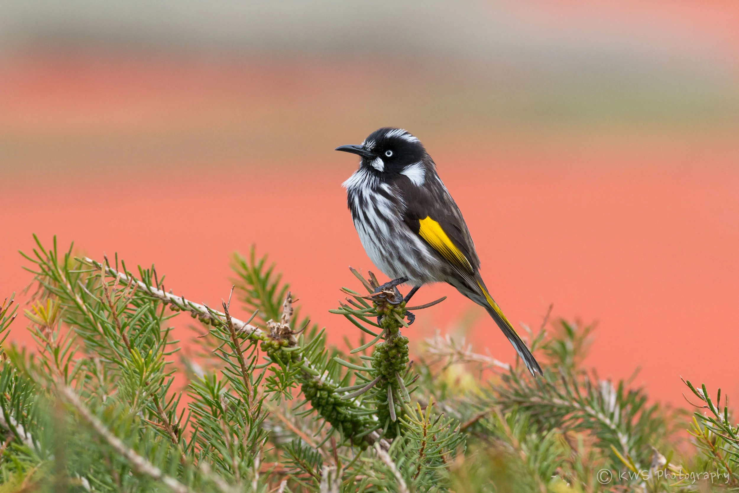 New Holland Honeyeater (Phylidonyris novaehollandiae)