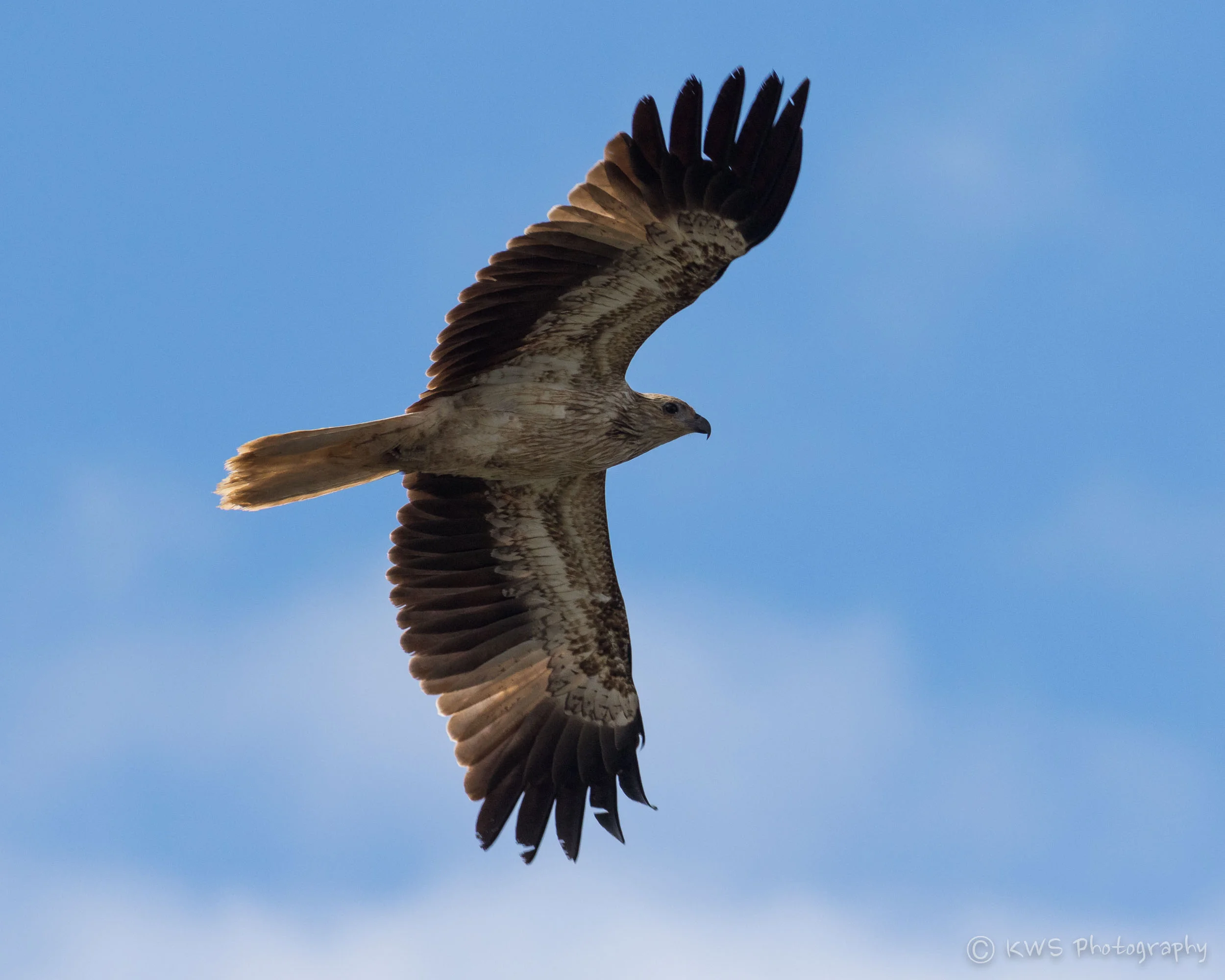 Whistling Kite (Haliastur sphenurus)