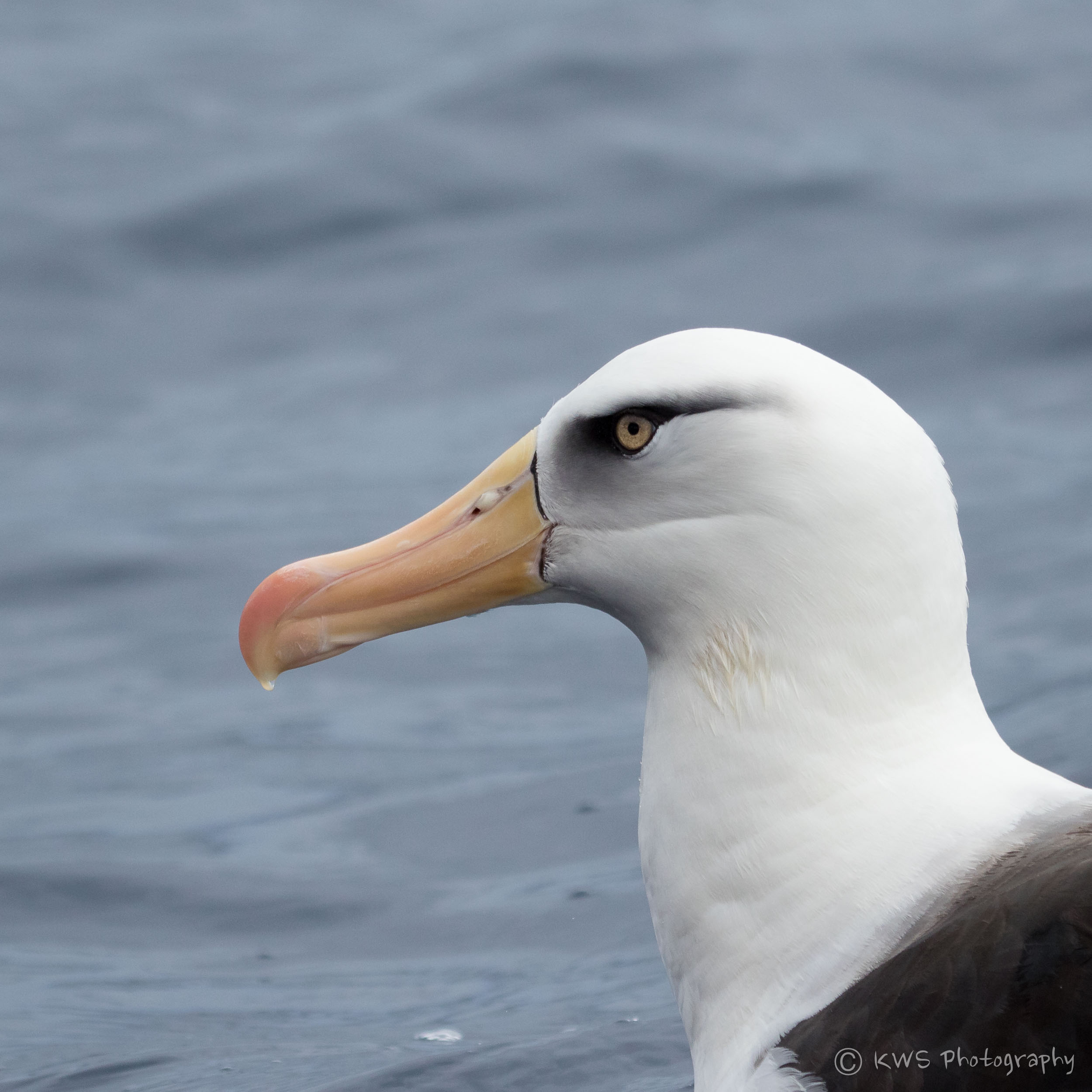 Campbell's Albatross