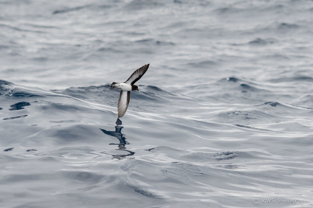 Grey-backed Storm-petrel