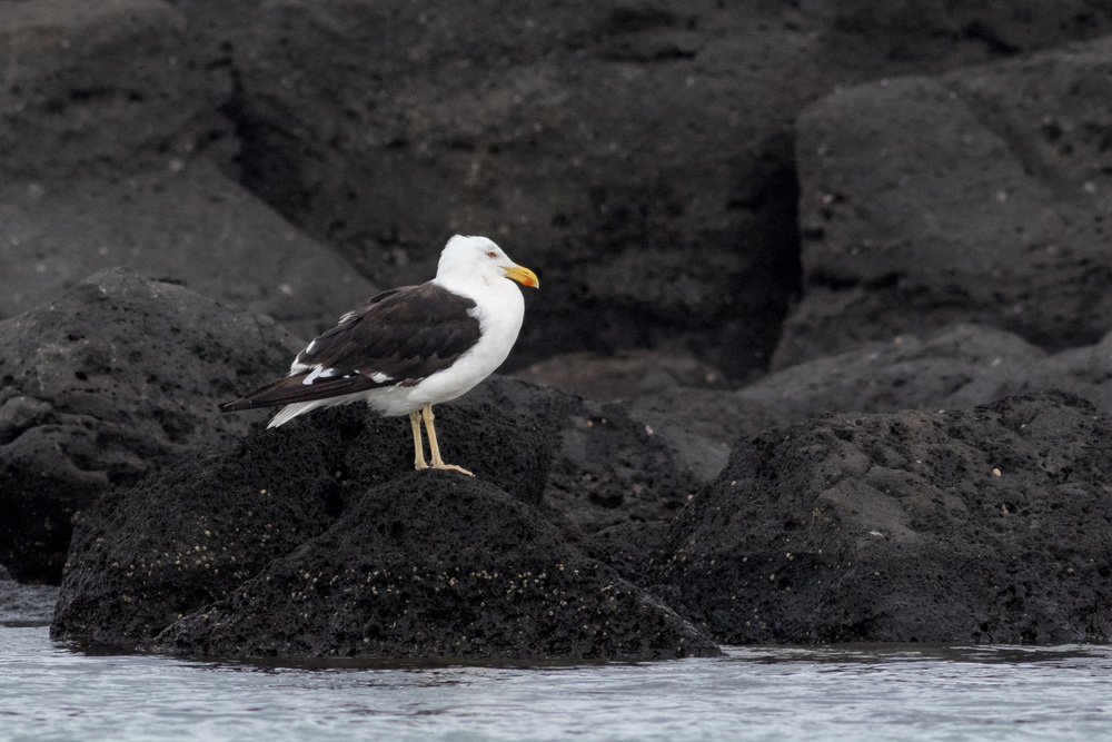Kelp Gull (Larus dominicans)