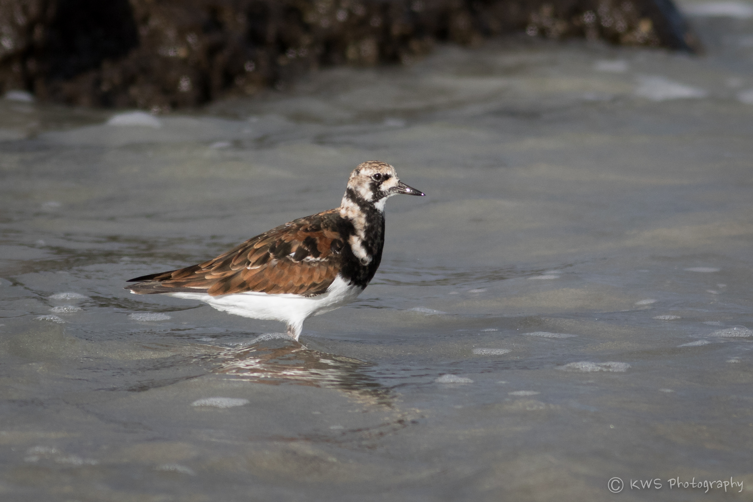 Ruddy Turnstone (Arenaria interpres)