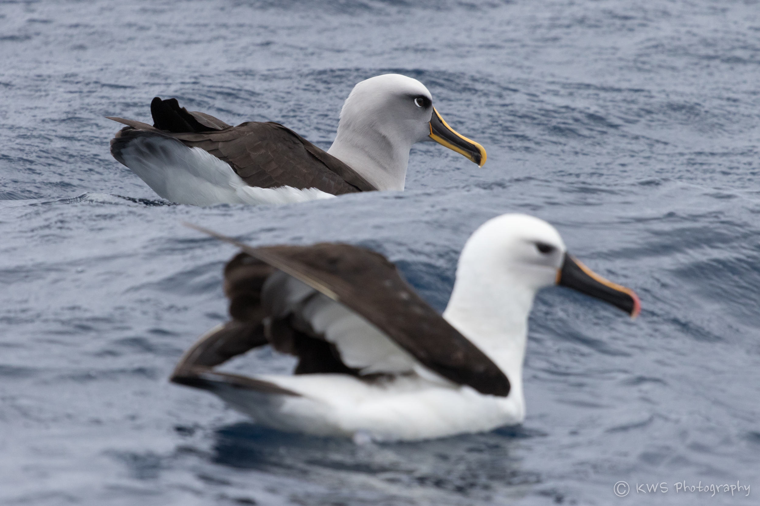 Indian Yellow-nosed and Buller's Albatrosses