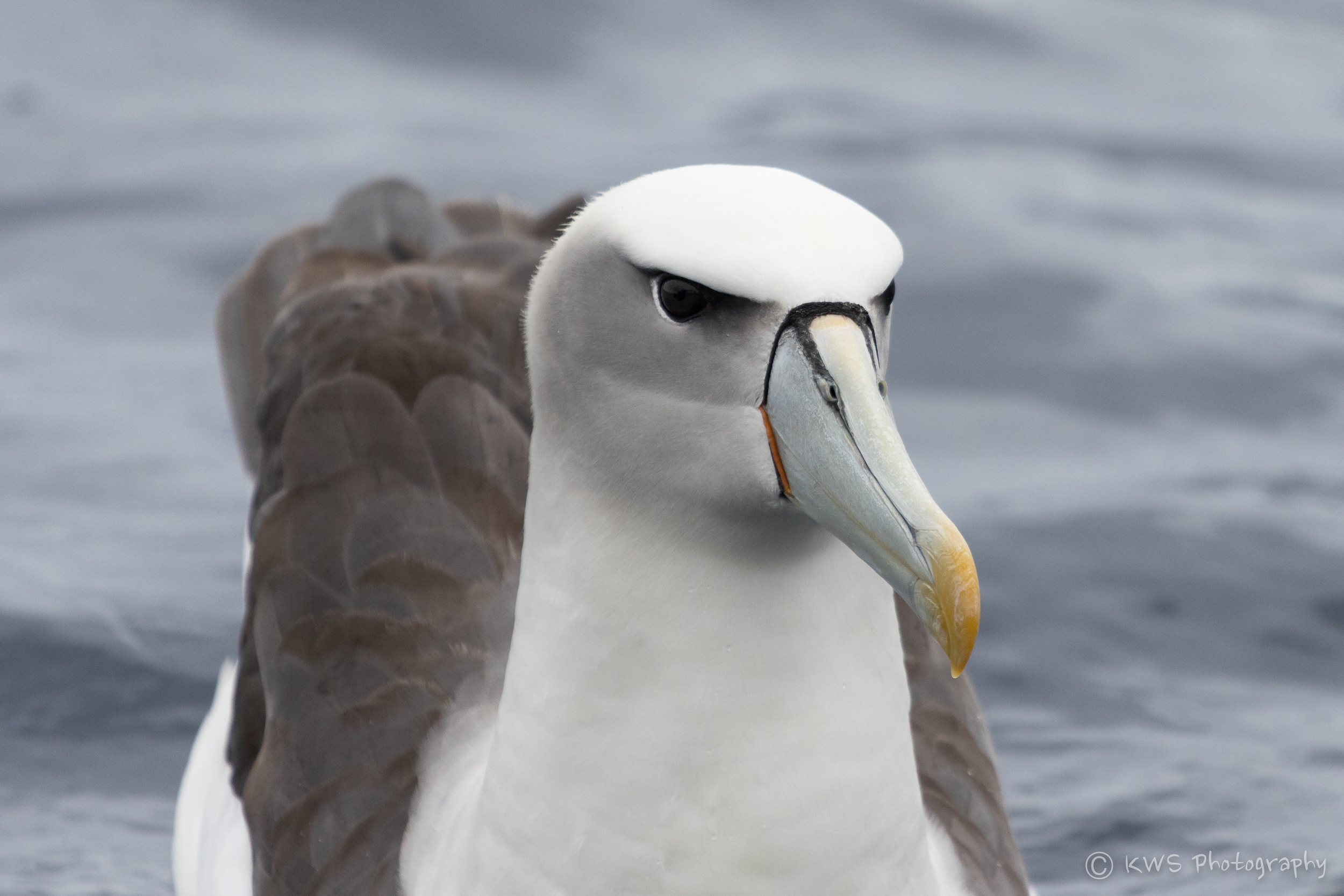 Shy Albatross