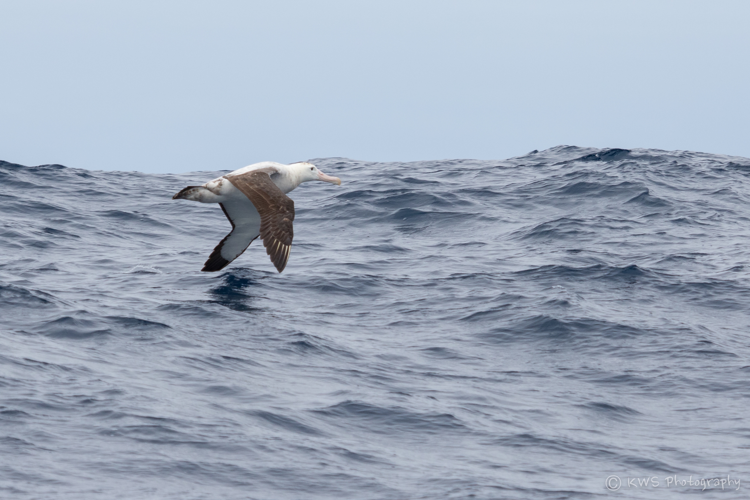 Wandering Albatross