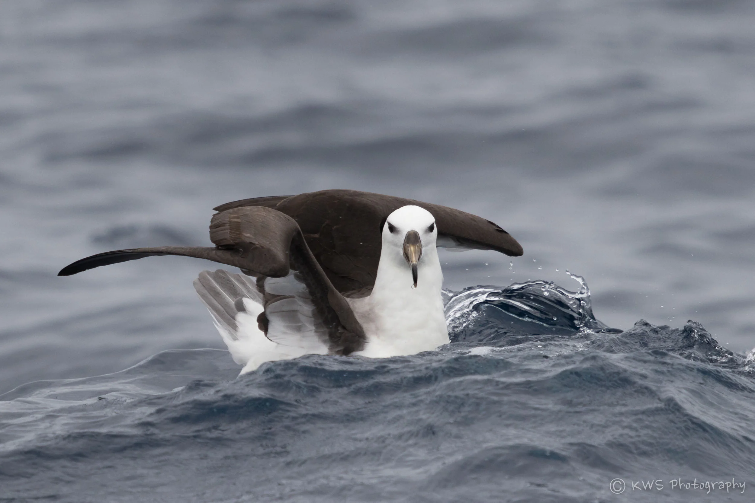 Immature Black-browed Albatross (Thalassarche melanophris)
