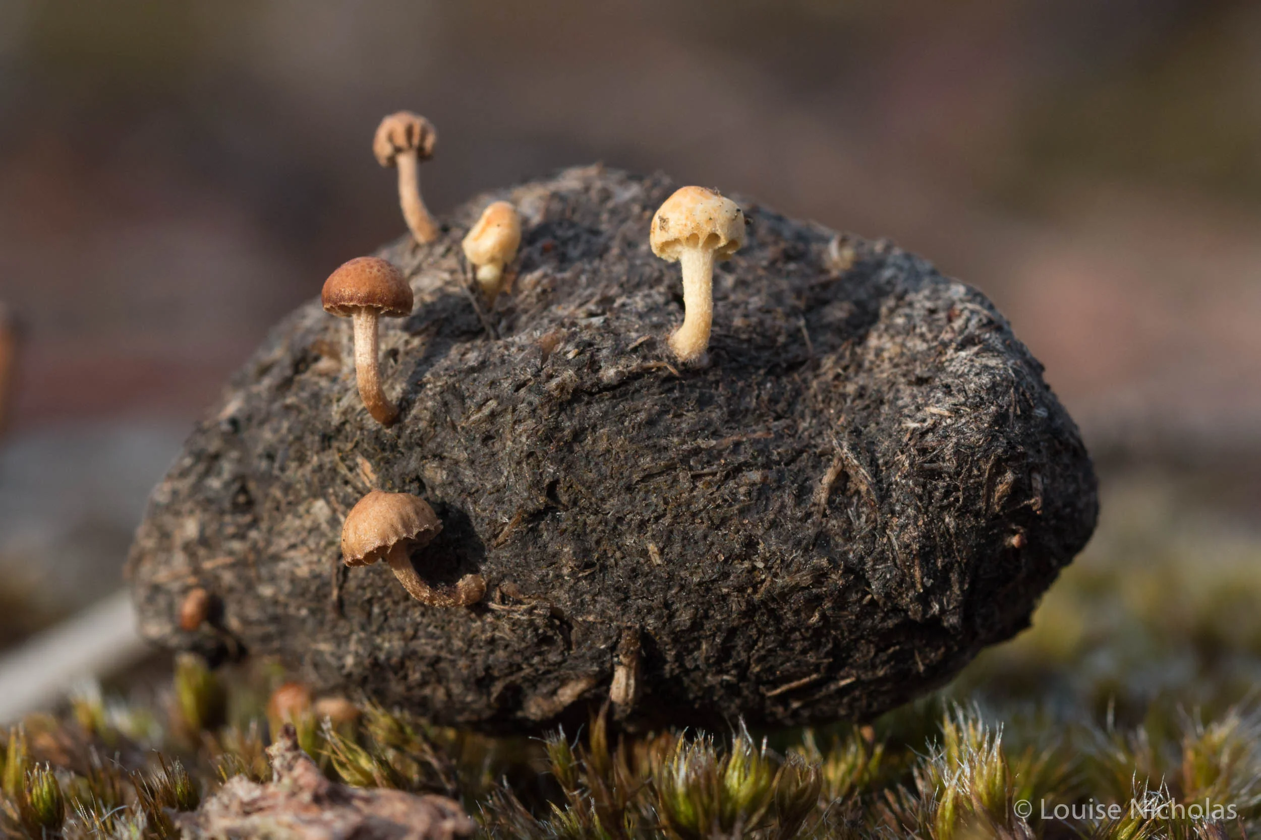 Faeces and fungi