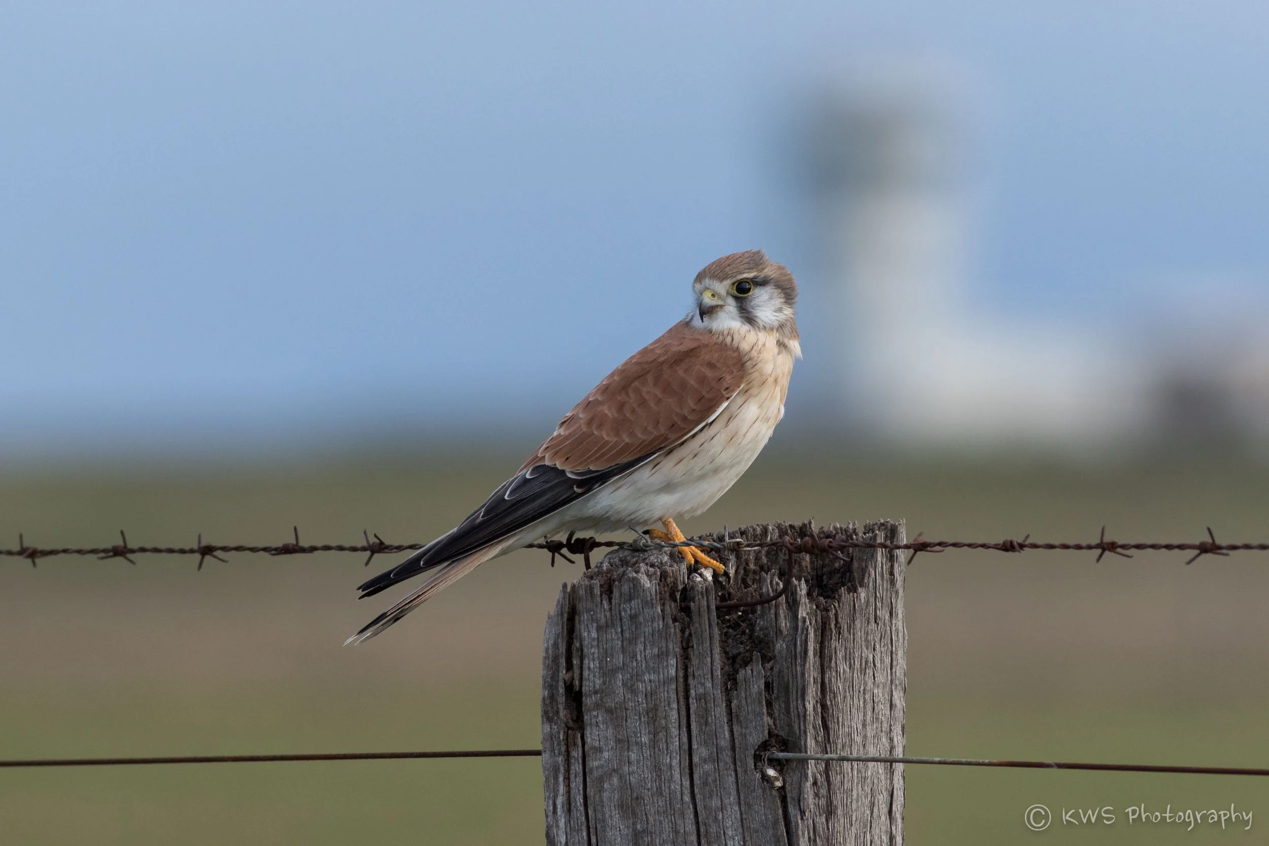 Nankeen Kestrel (Falco cenchroides)