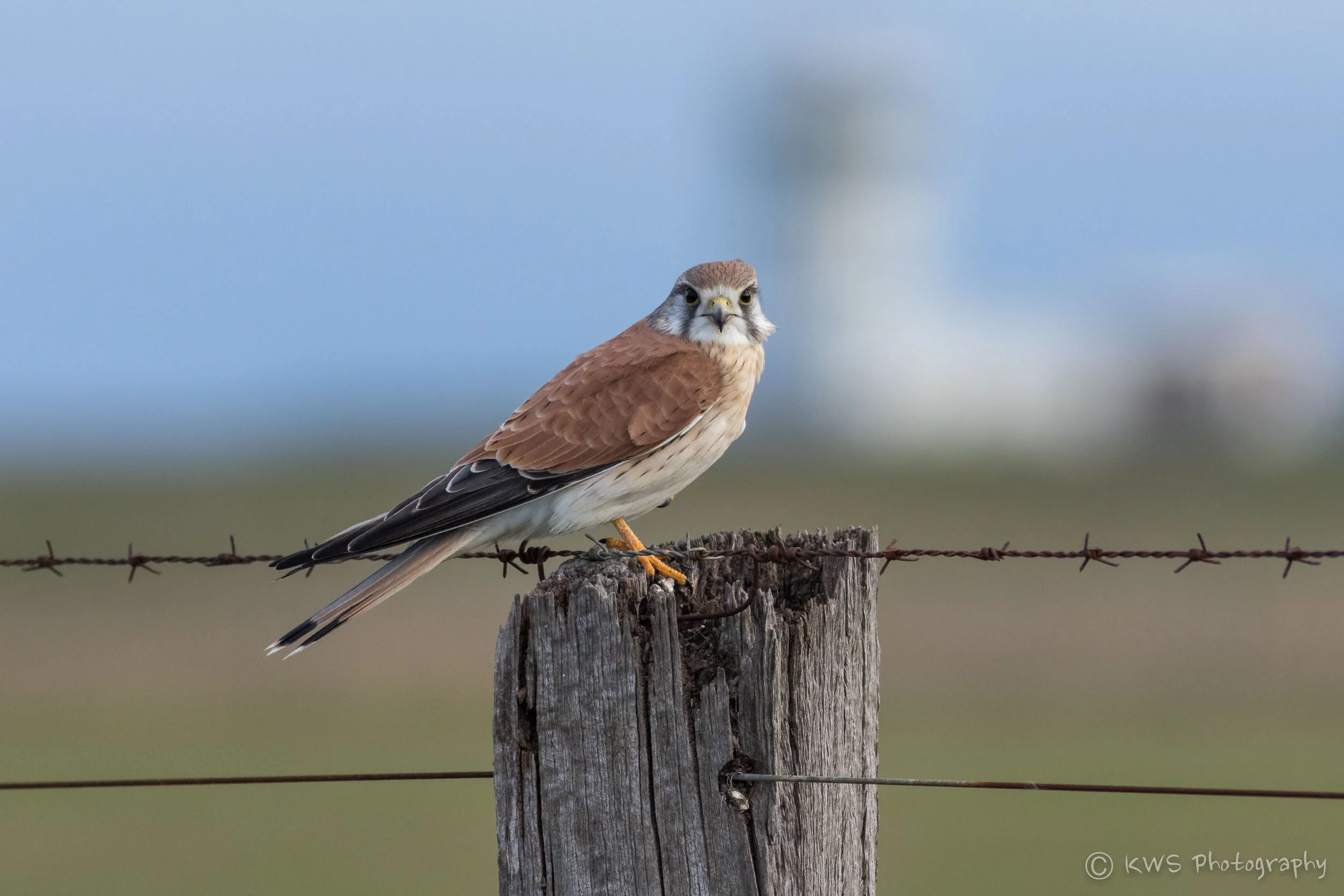 Nankeen Kestrel (Falco cenchroides)