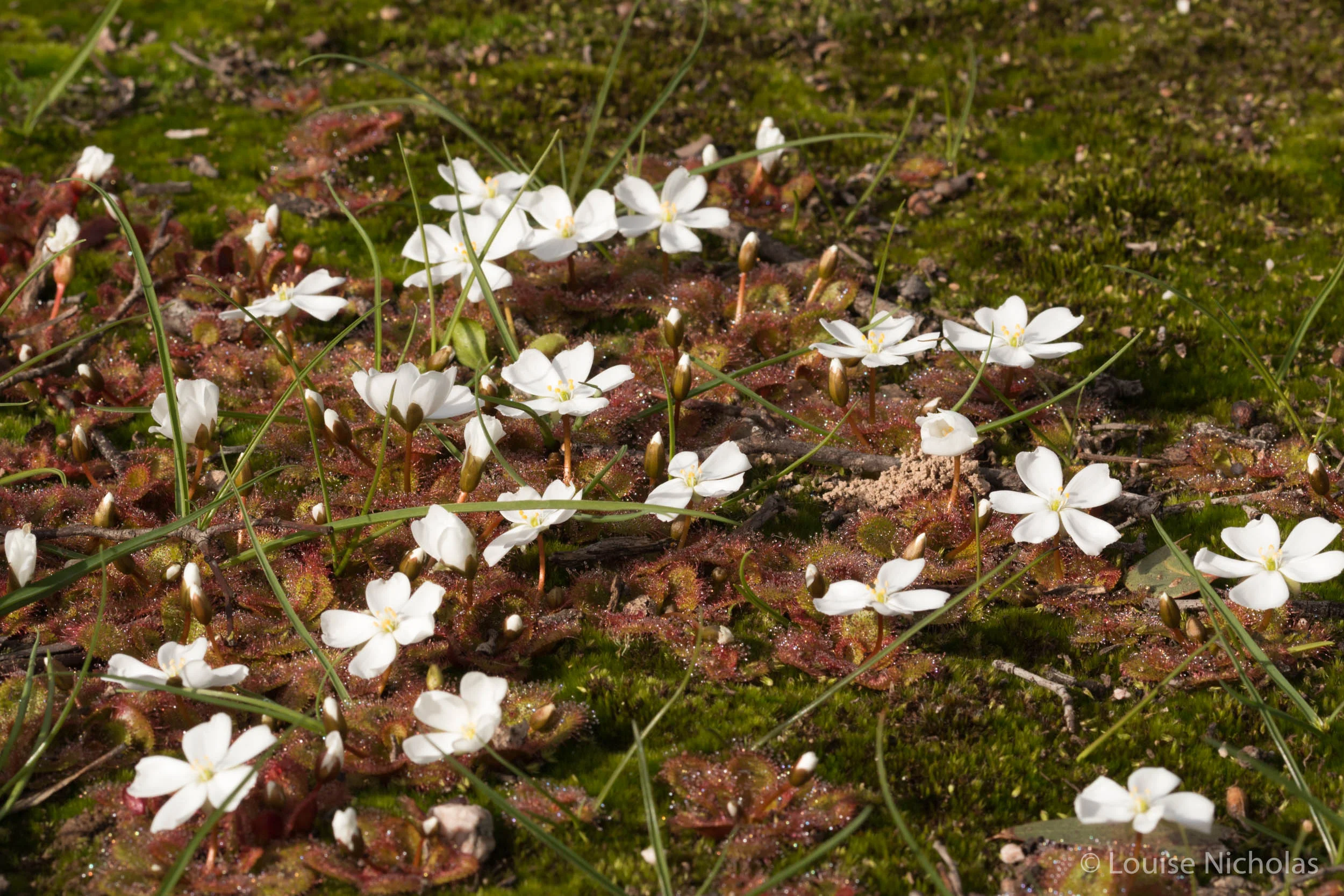 Scented Sundew ( Drosera aberrans )