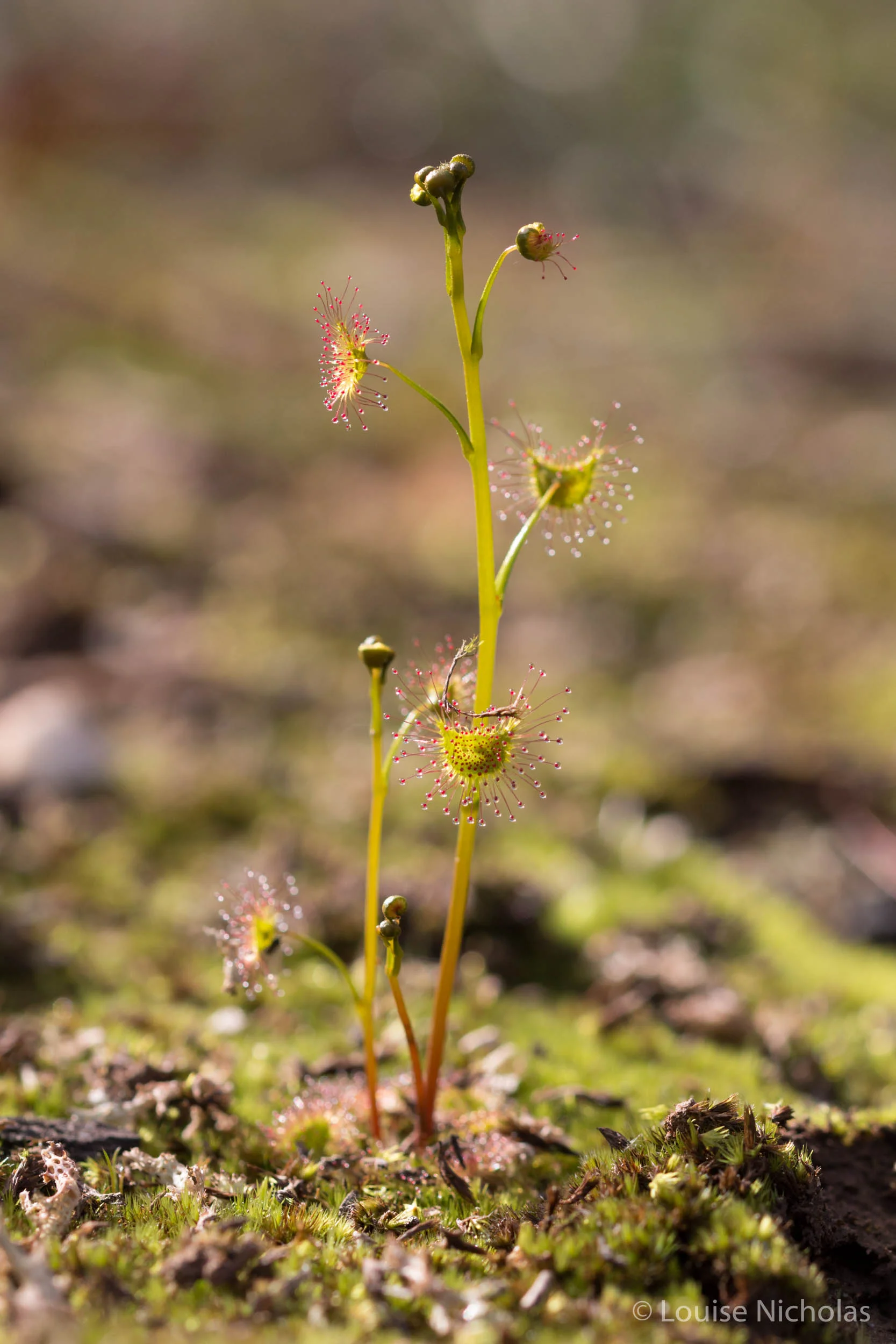 Pale Sundew ( Drosera hookeri ) or Tall Sundew ( Drosera auriculata )?