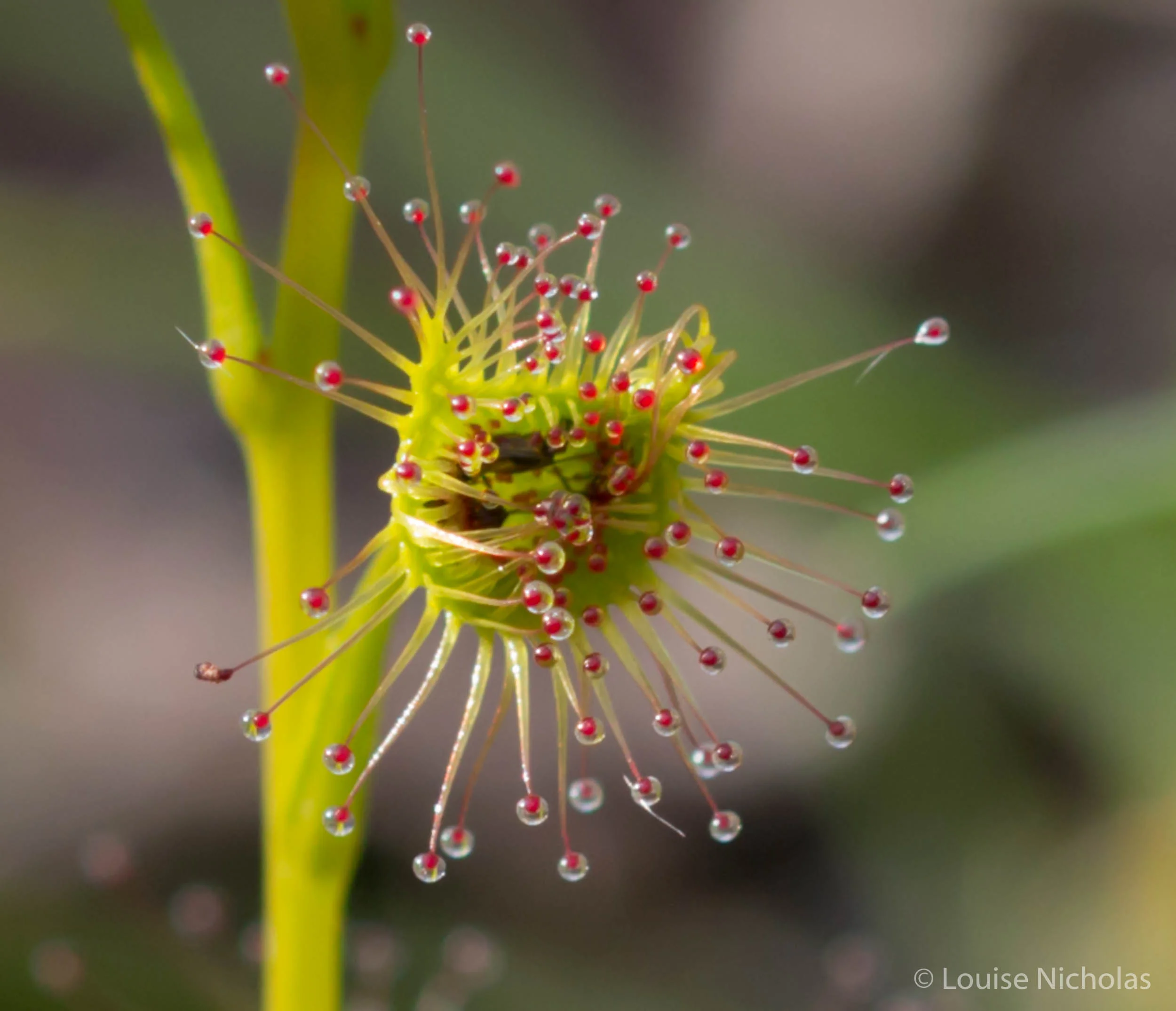 A Sundew digesting dinner.