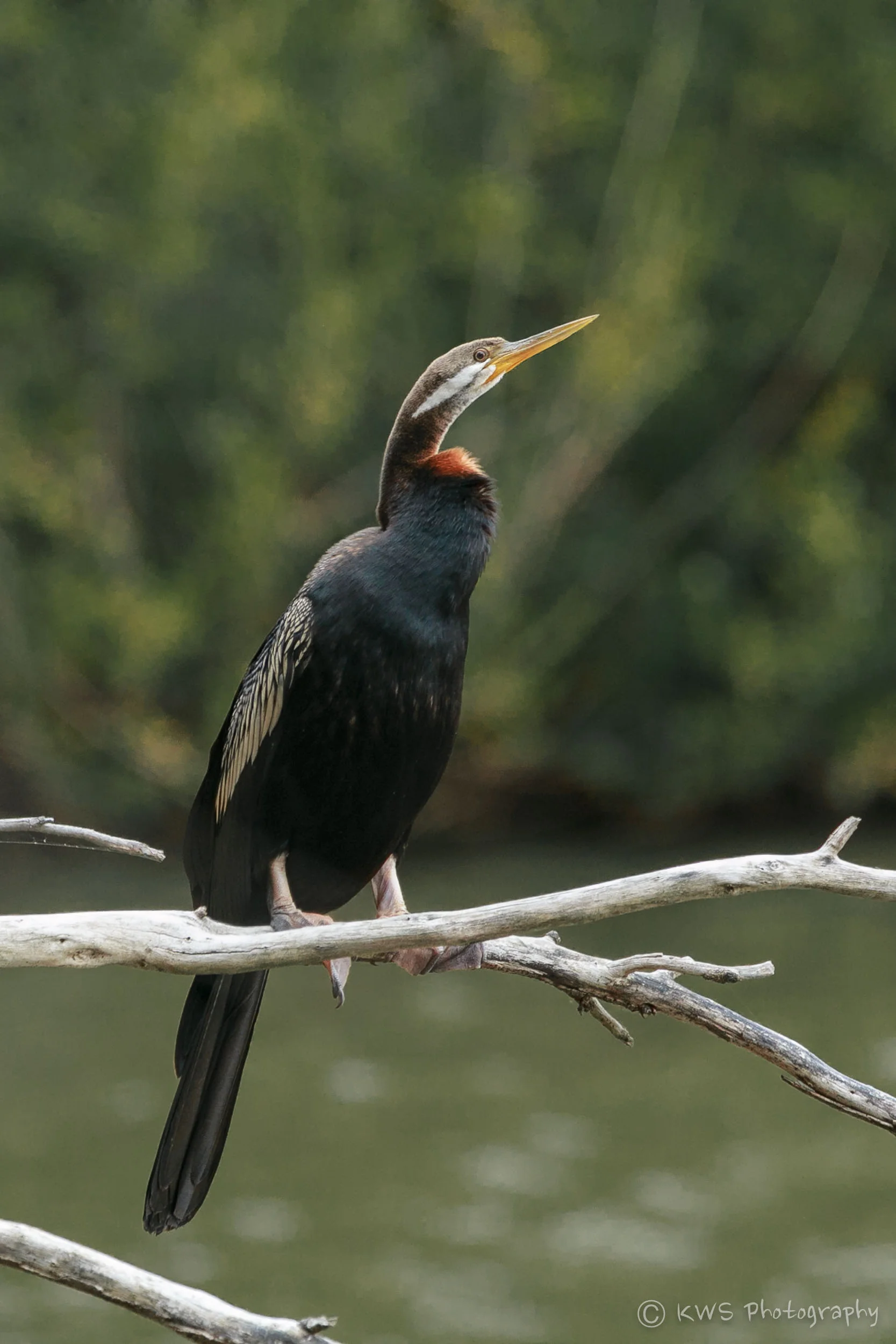 Australasian Darter (Anhinga novaehollandiae)