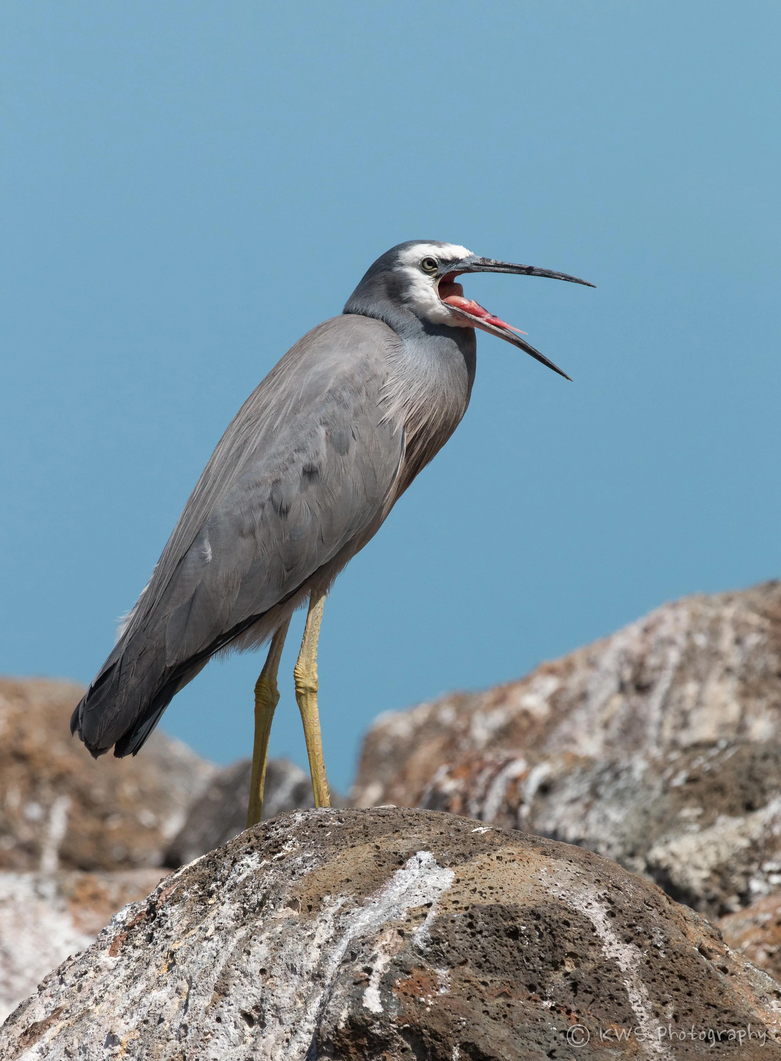 White-faced Heron (Egretta novaehollandiae)