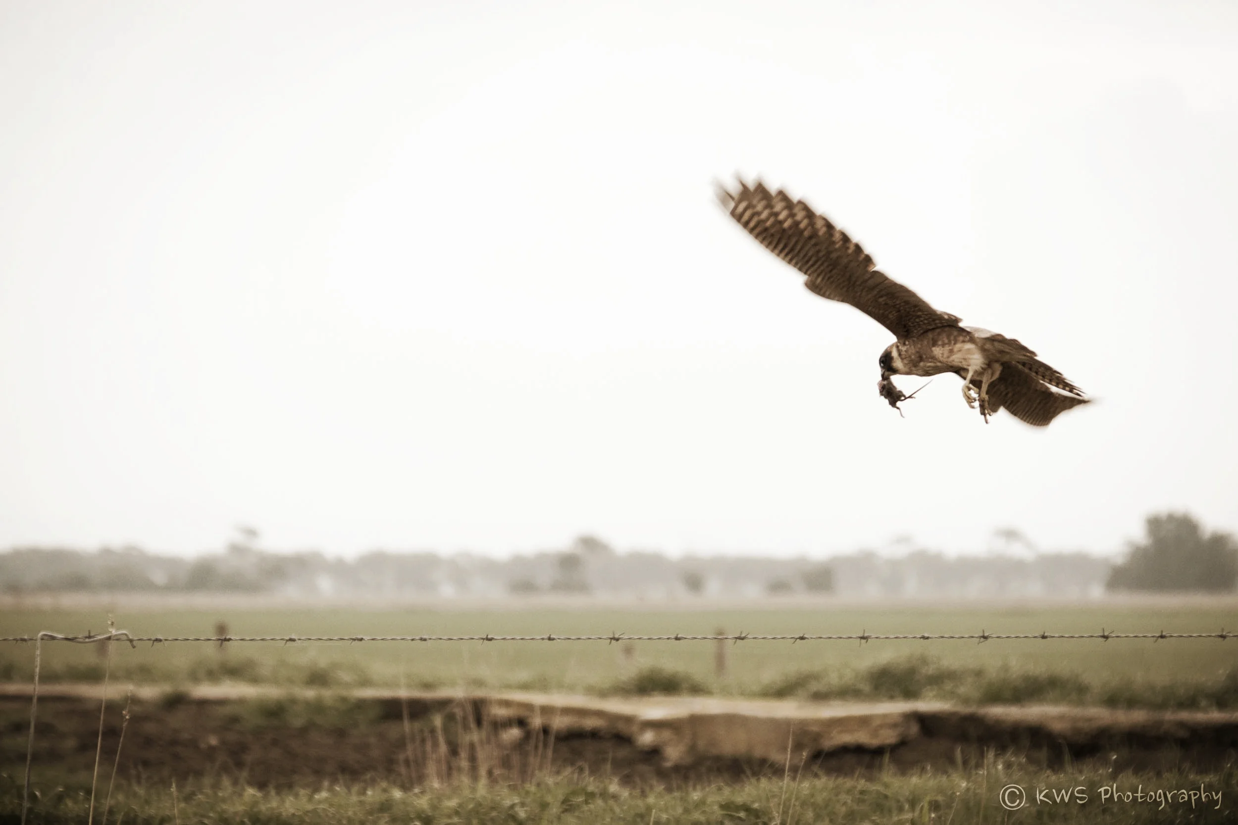 Australian Hobby with prey (Falco longipennis)