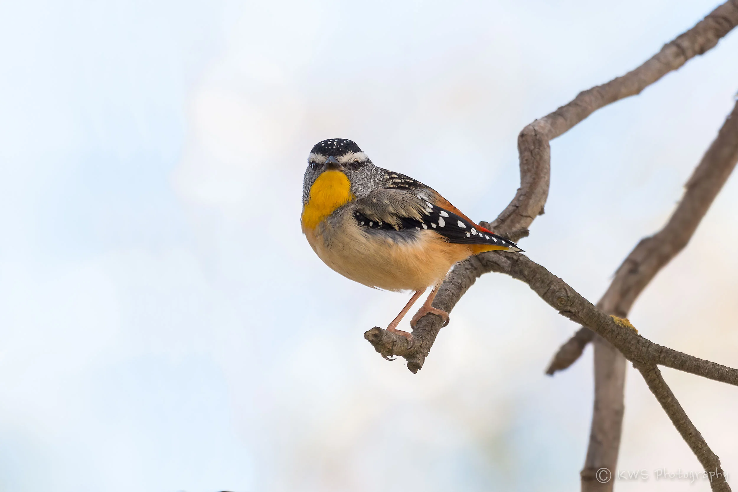 Male Spotted Pardalote (Pardalotus punctatus)