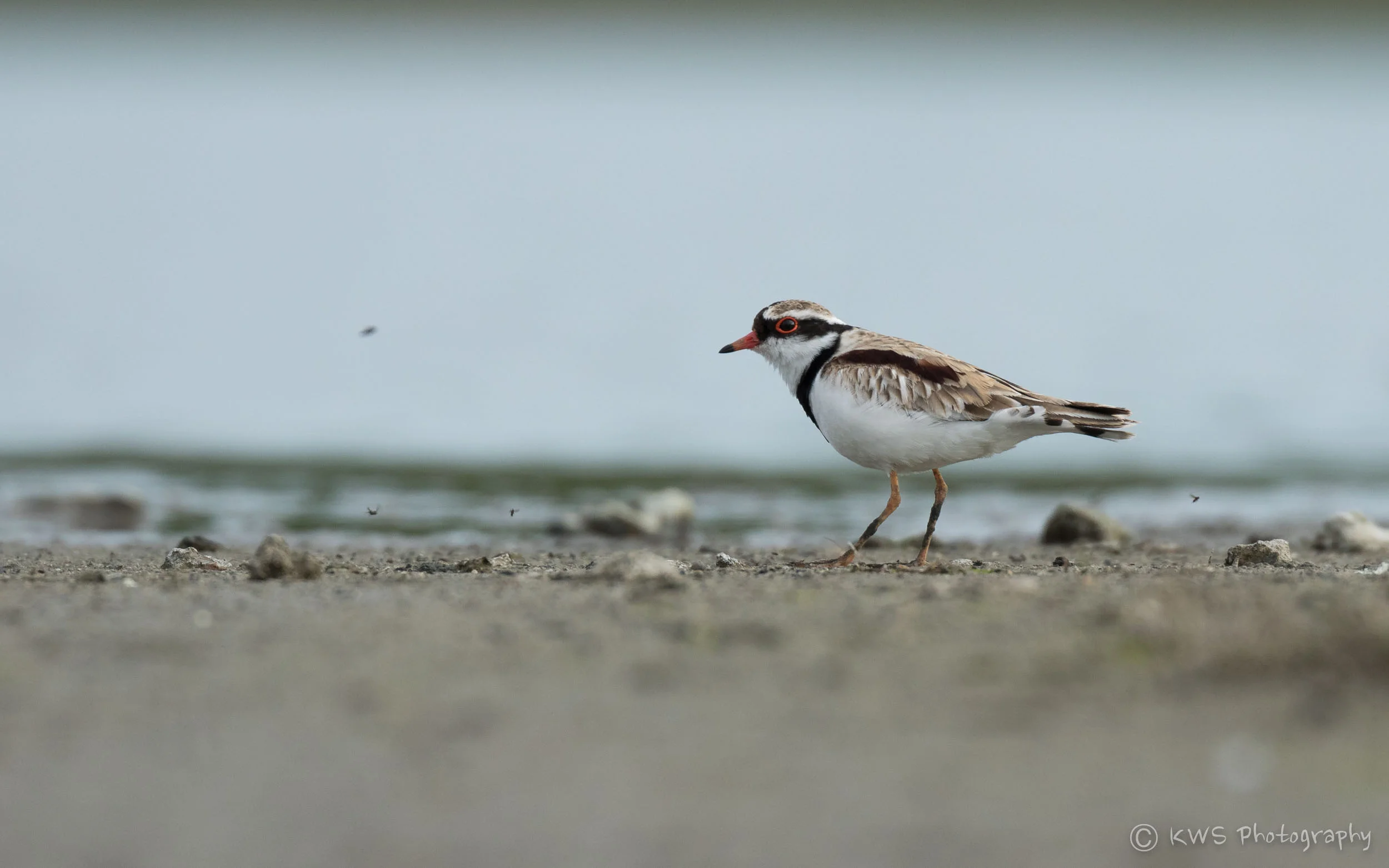 Black-fronted Dotterel (Elseyornis melanops)