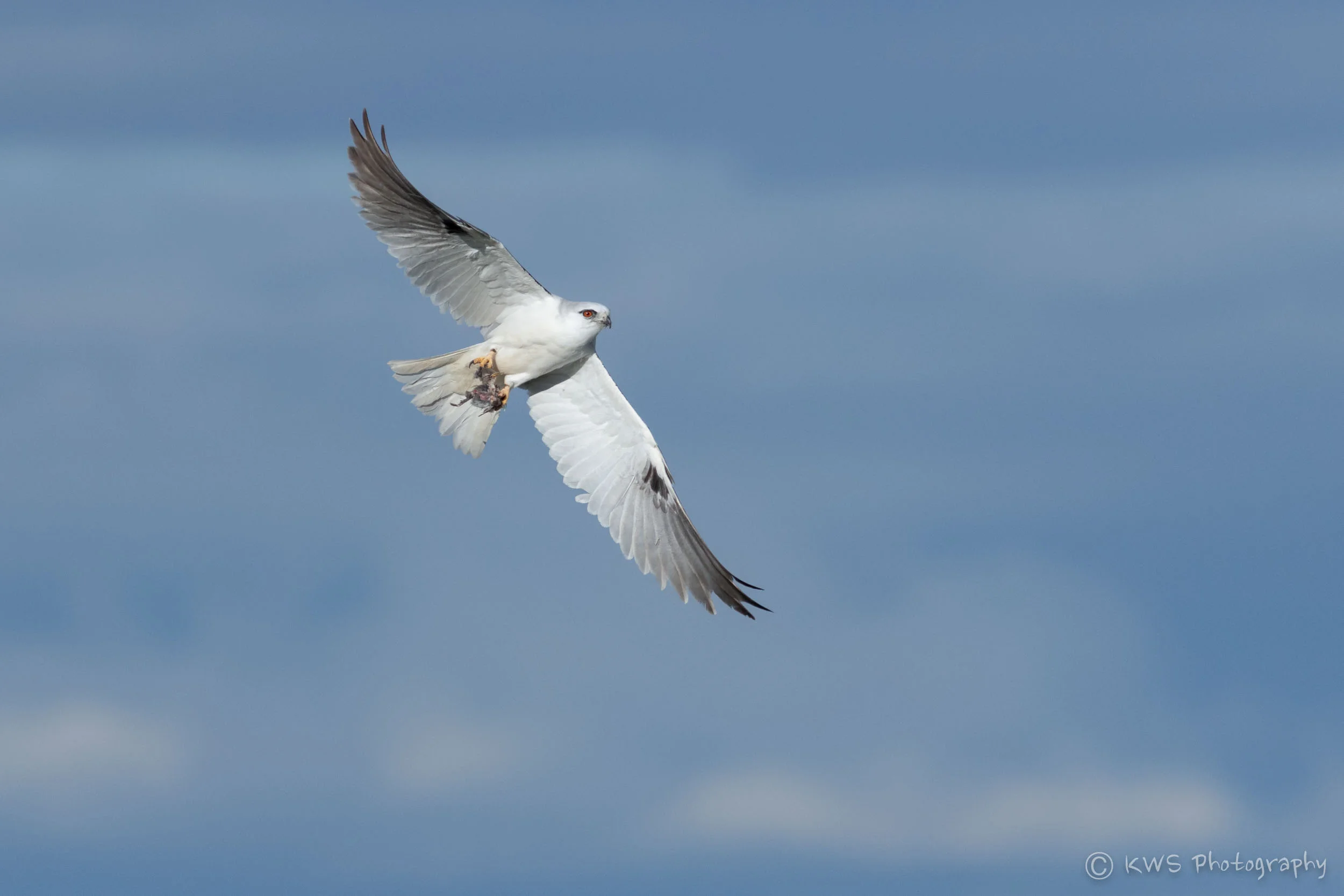 Black-shouldered Kite (Elanus axillaris)