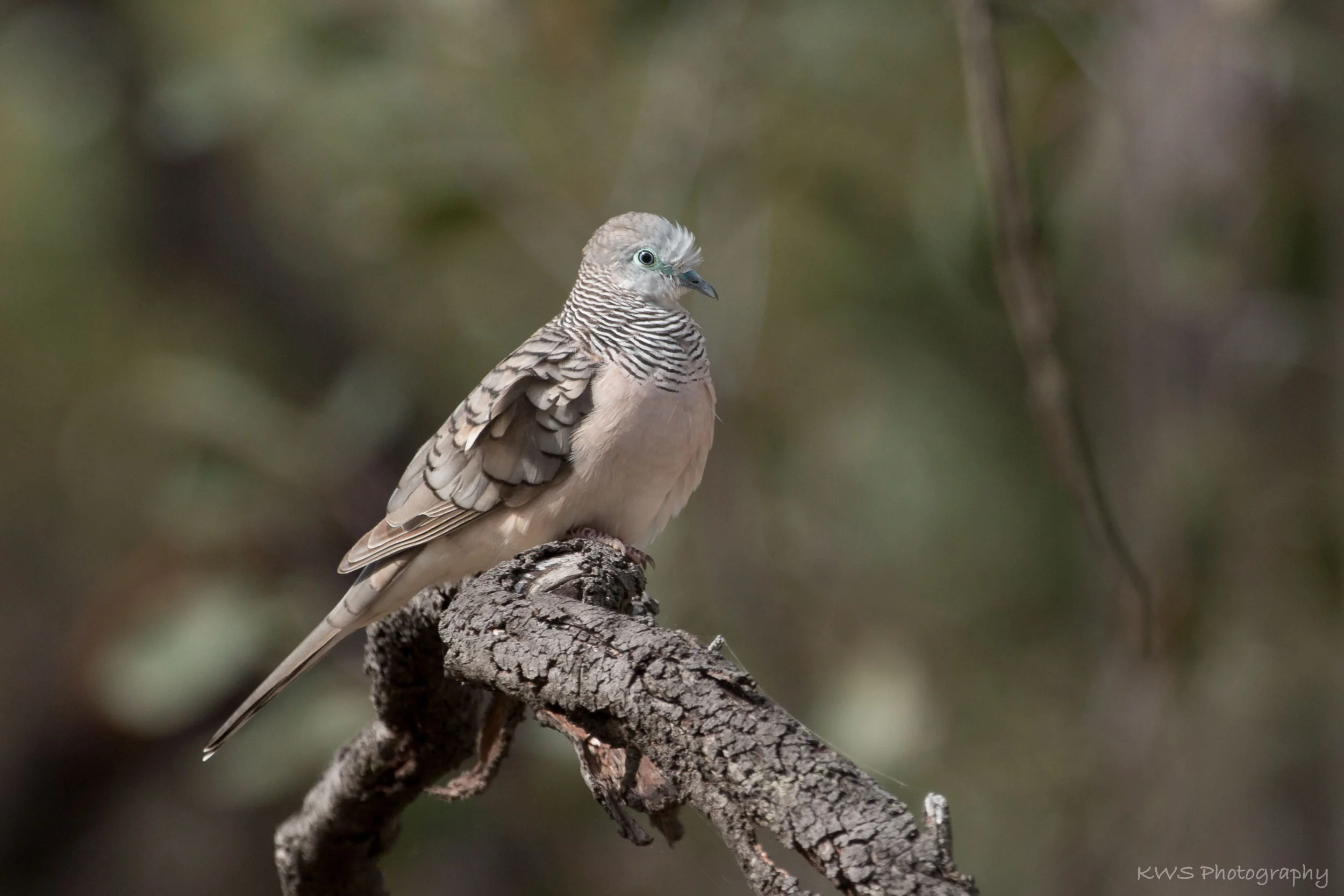 Peaceful Dove (Geopelia placida)