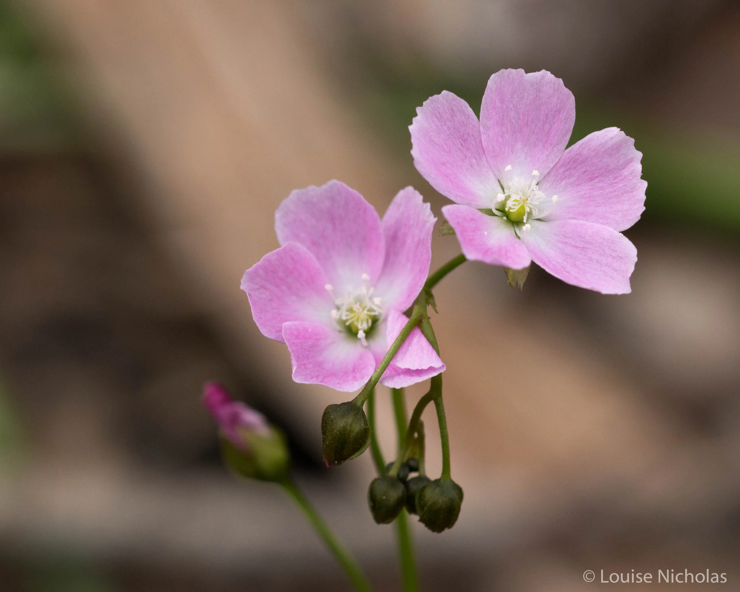 Sundew flowers (Drosera sp.)