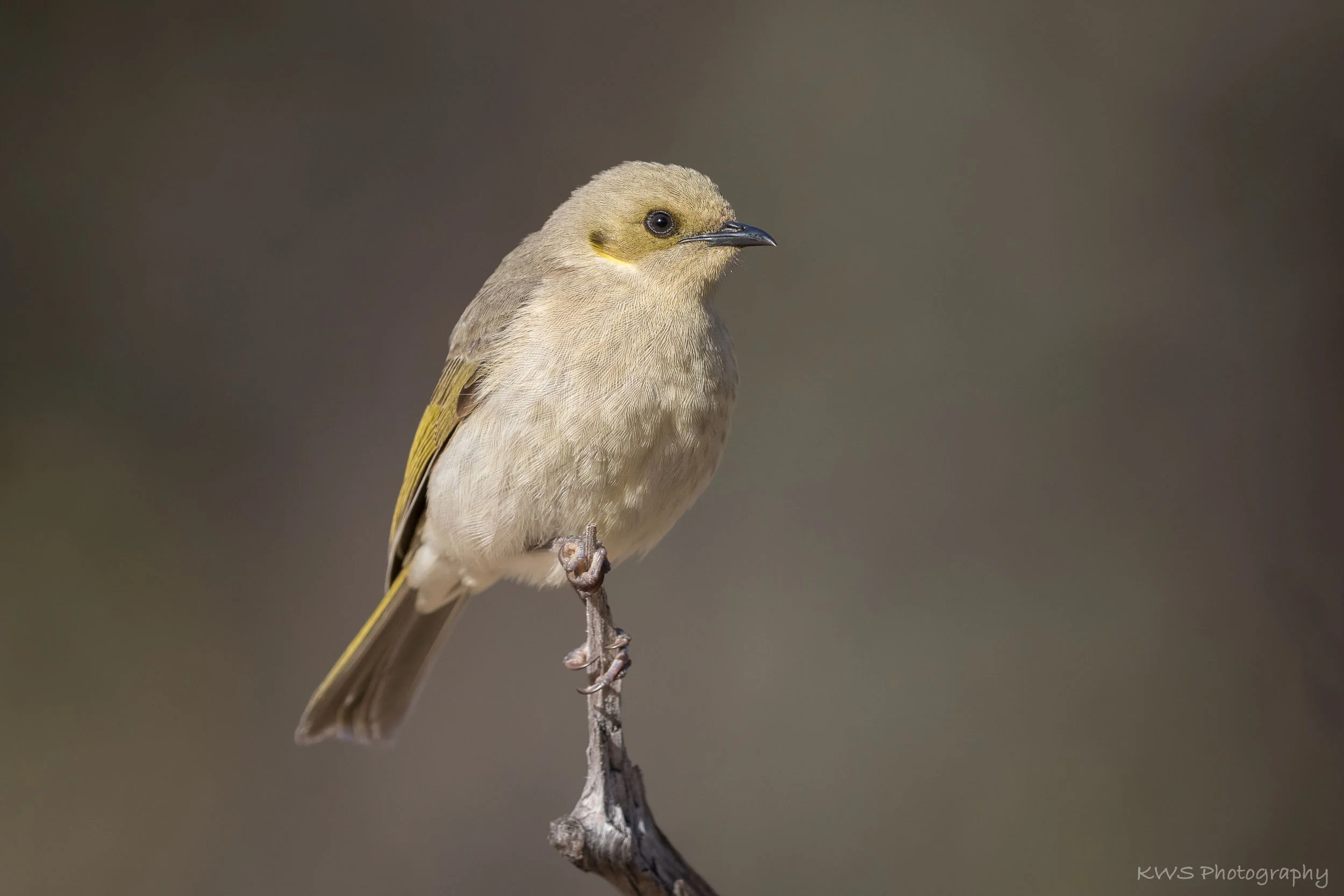 Fuscous Honeyeater (Lichenostomus fuscus)
