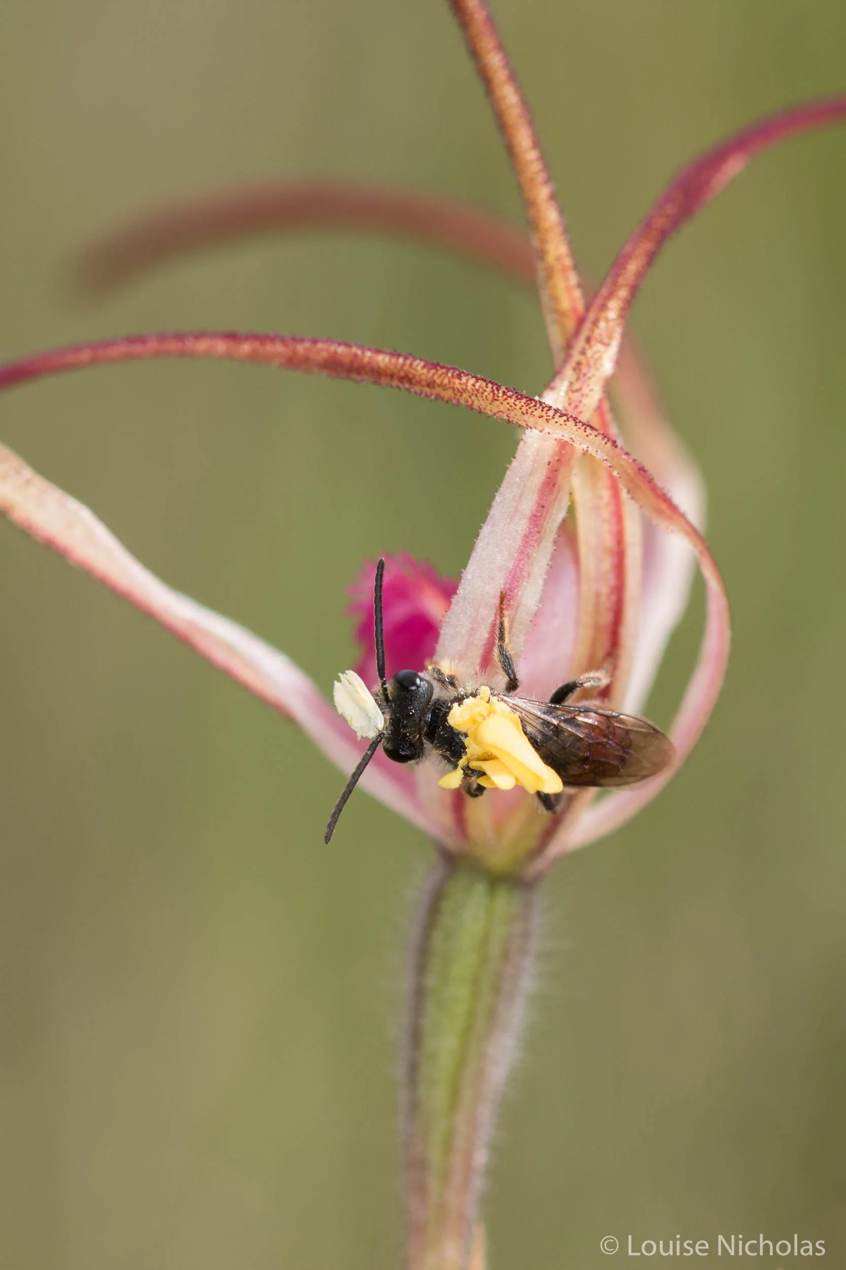 Pollinator busy at work in a Spider Orchid!