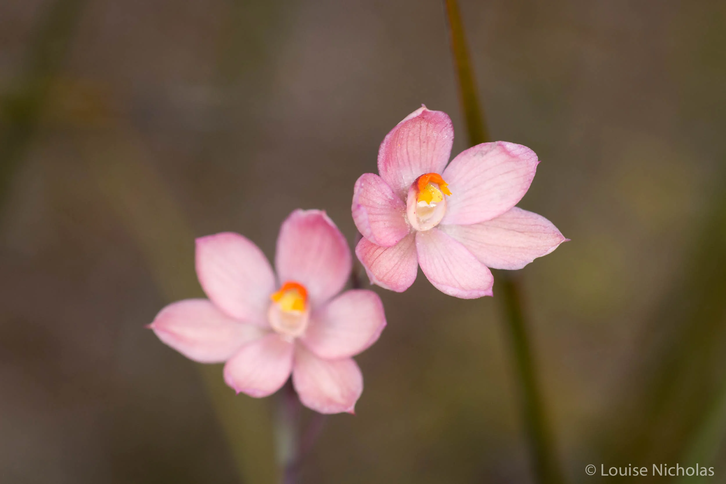 Salmon Sun Orchid (Thelymitra rubra)