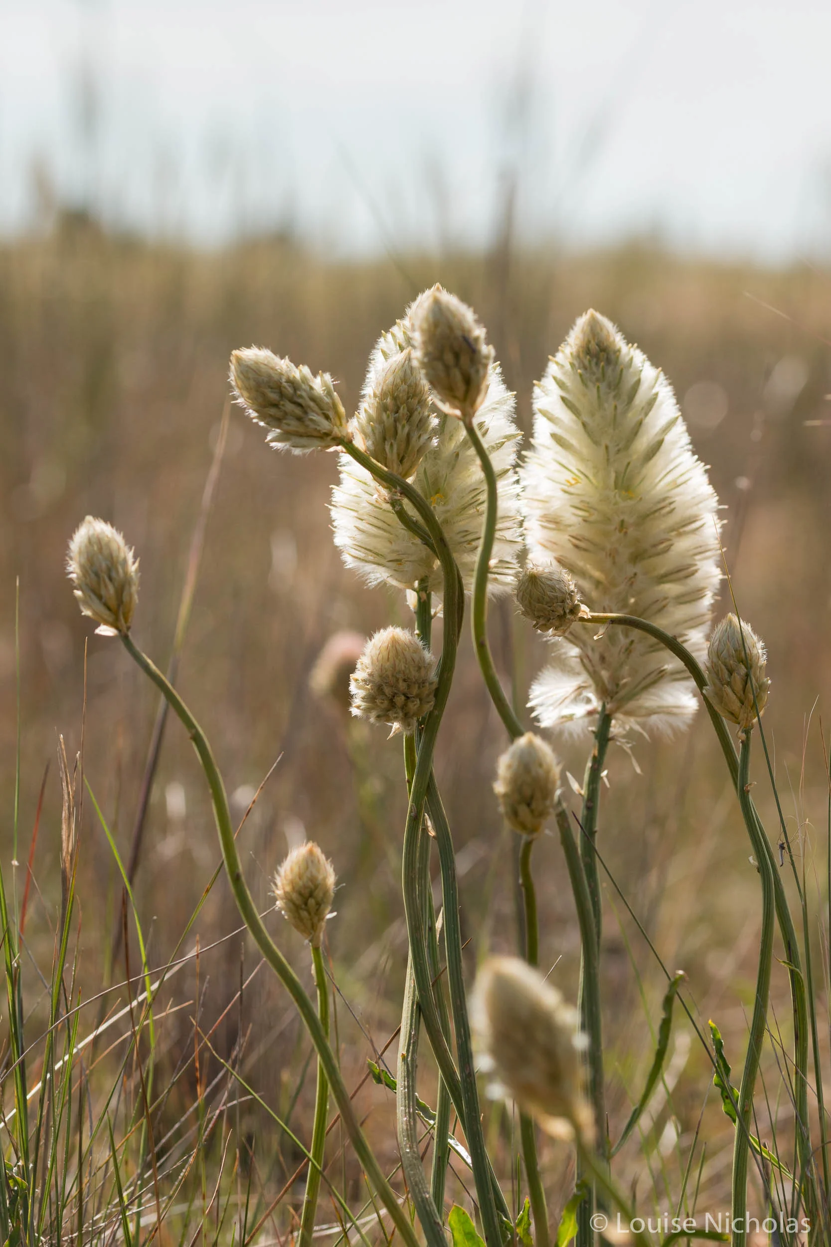 Featherhead (Ptilotus macrocephalus)