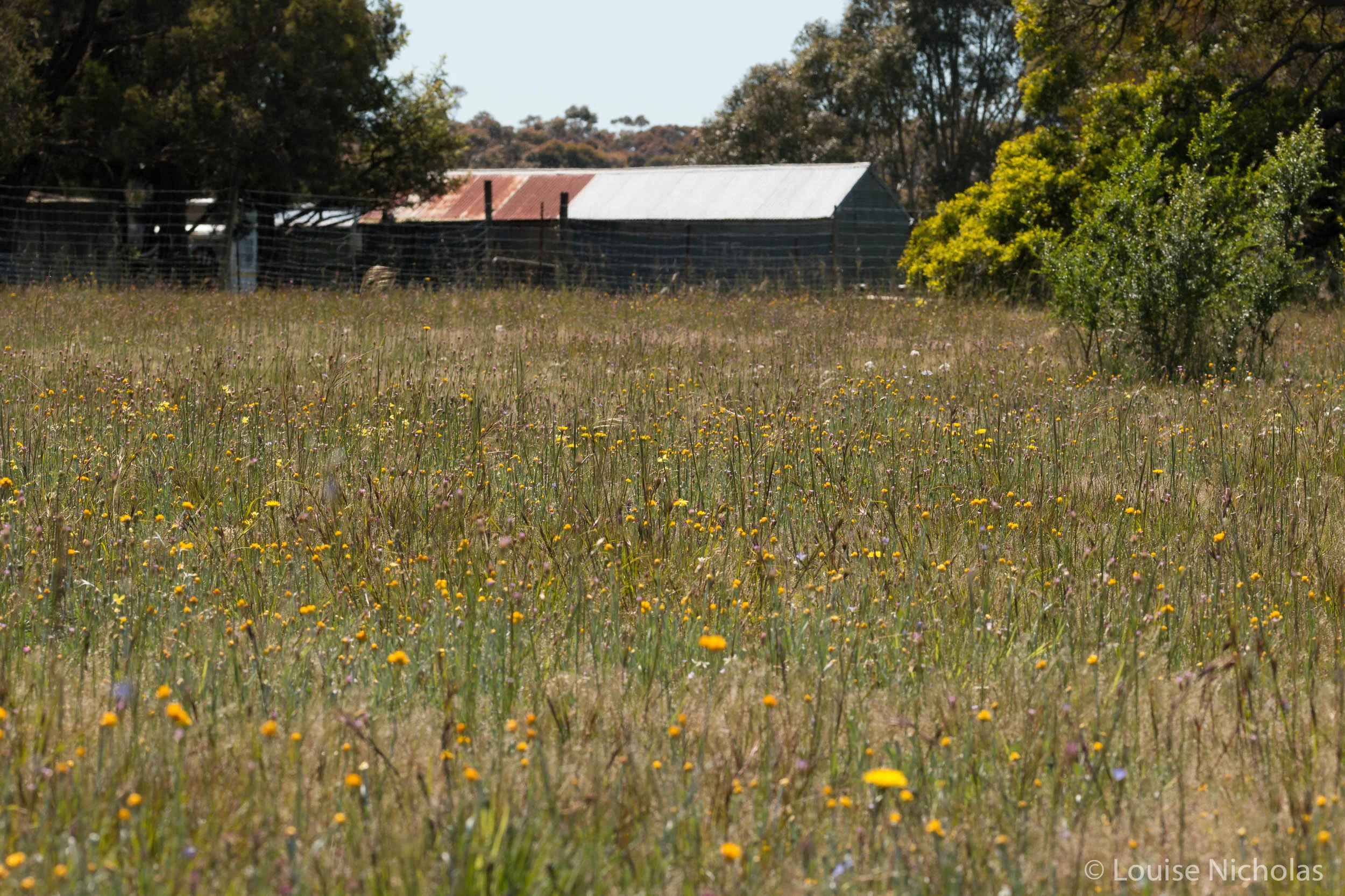 Wildflowers at Woorndoo Common, Victoria.