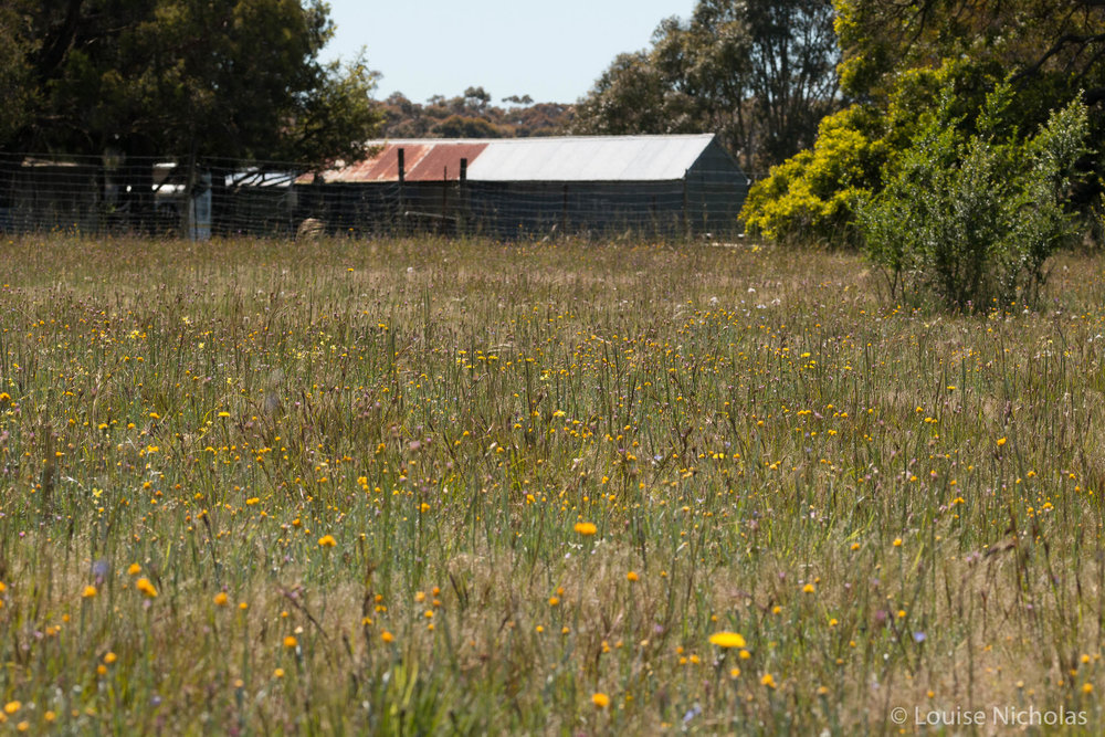 Warndoo-Common-Shed.jpg