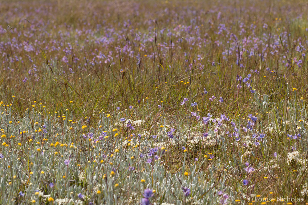 Wildflowers.jpg