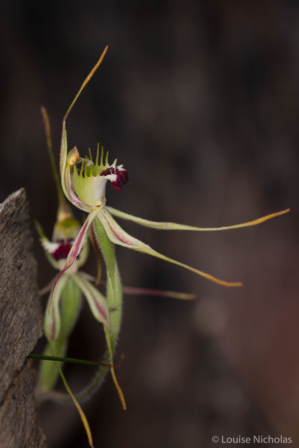 Spider-Orchid-Green-Comb.jpg