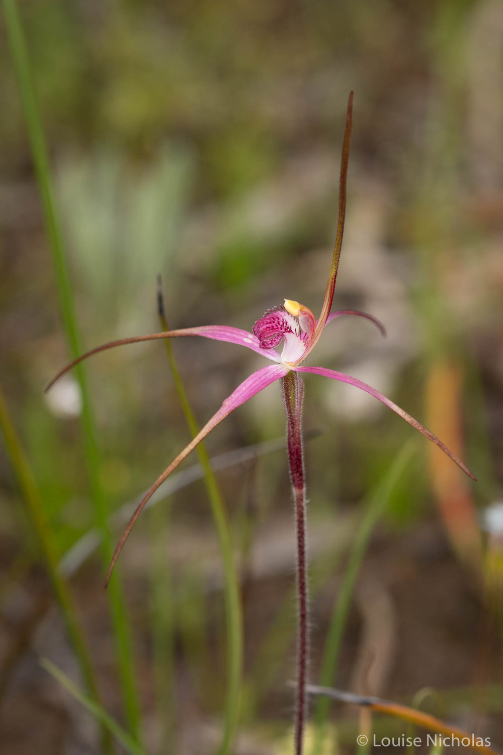 Spider-Orchid-Pink.jpg