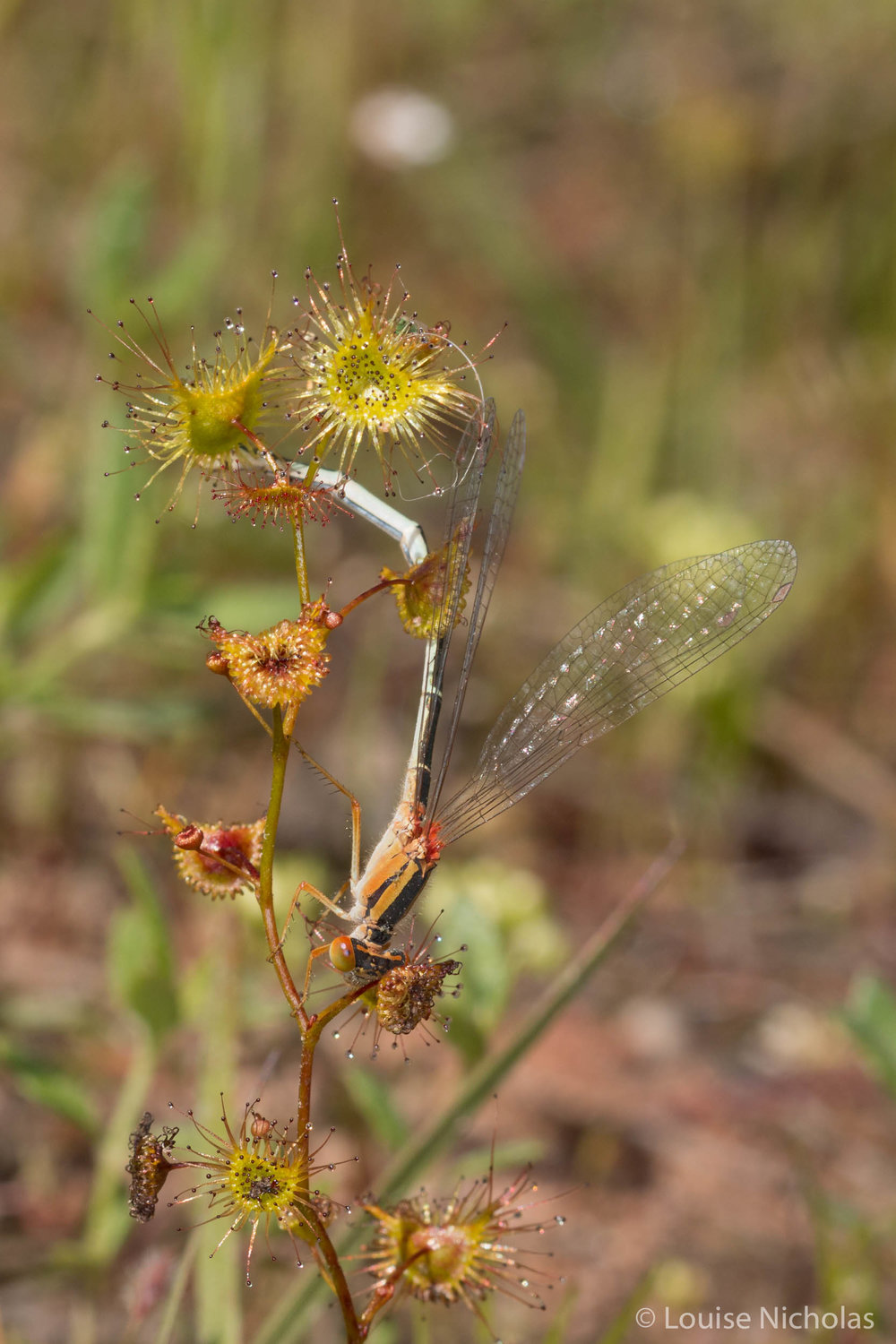 Dragonfly-Drosera.jpg