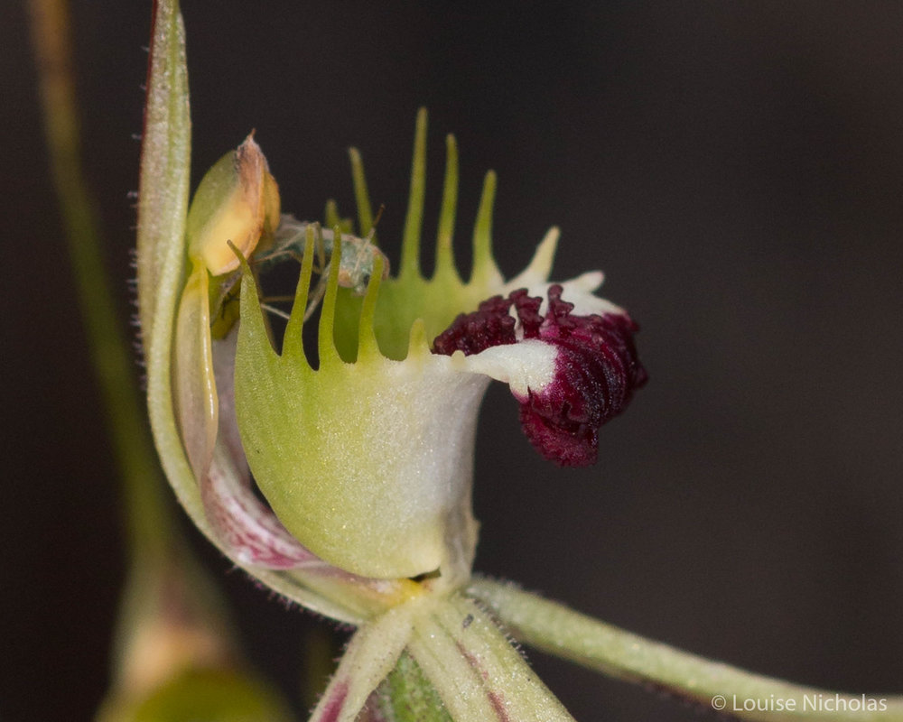 Insect-in-spider-orchid.jpg