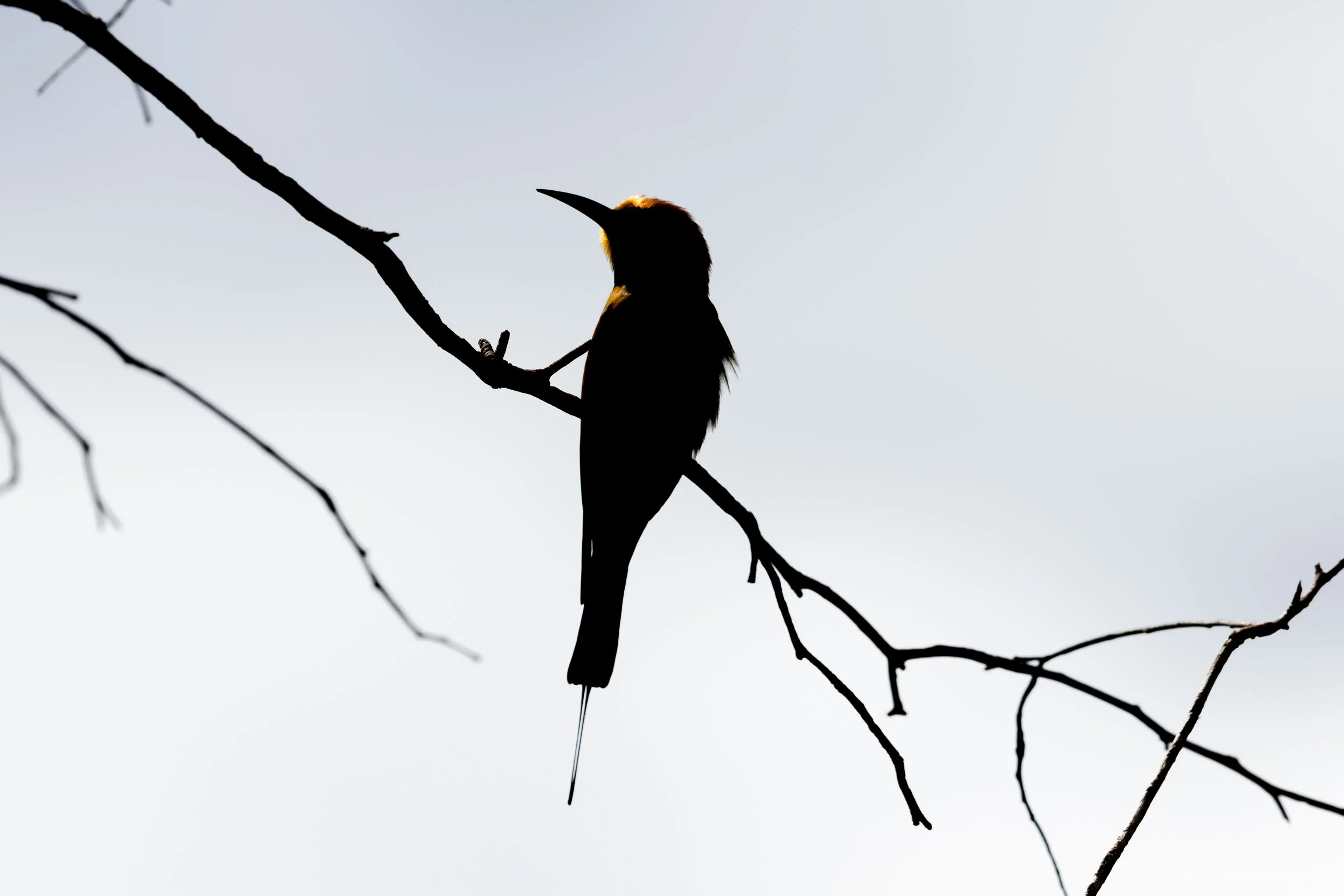 Rainbow Bee-eater (Merops ornatus)